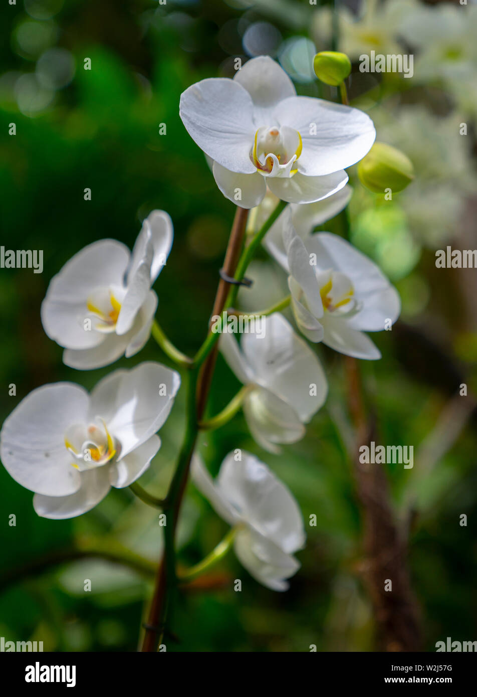 Une succursale d'une belle orchidée à l'extérieur, au milieu de la nature Banque D'Images