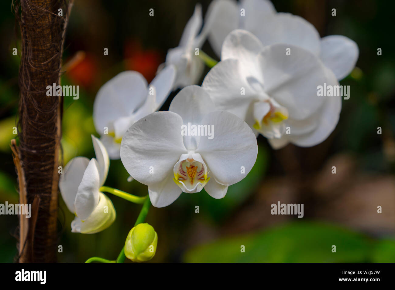 Une succursale d'une belle orchidée à l'extérieur, au milieu de la nature Banque D'Images