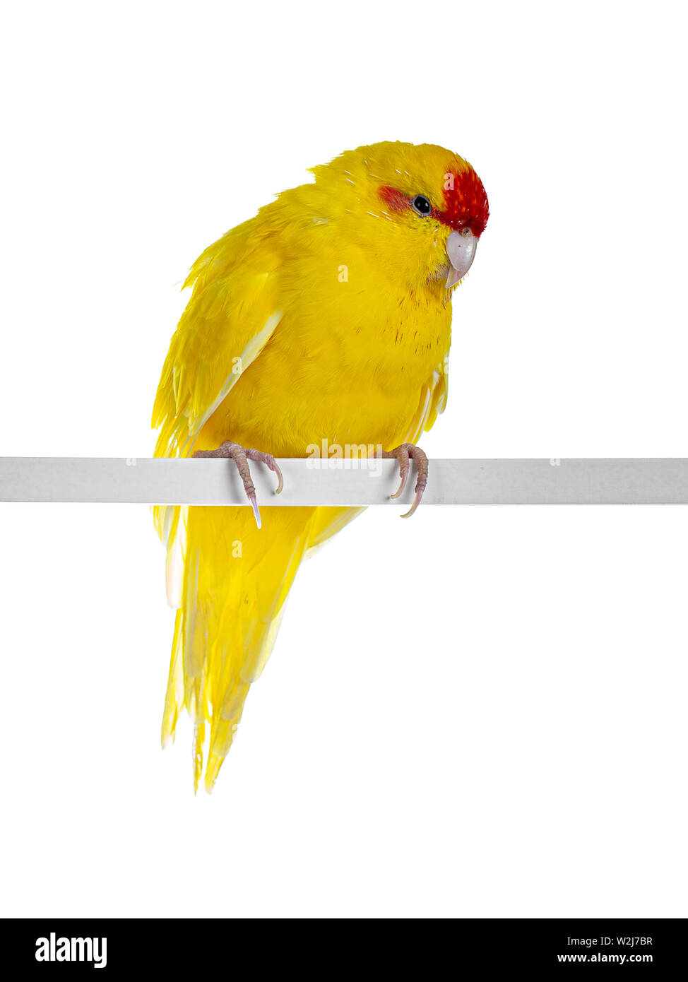 Yinruilin Kakariki jaune, oiseau assis côté sur la tige blanche. Montrant les deux yeux à la caméra. Isolé sur fond blanc. Banque D'Images