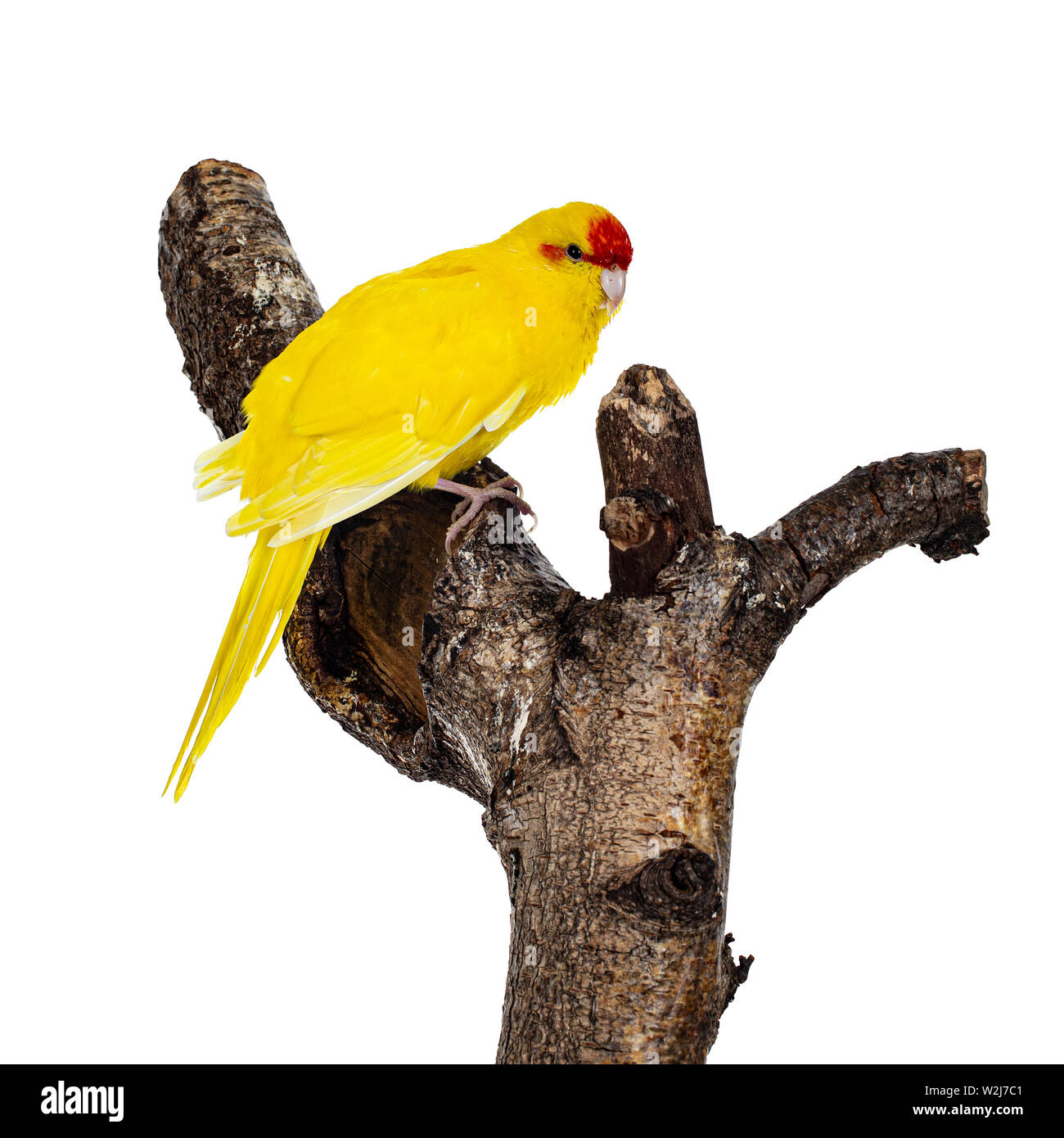 Yinruilin Kakariki jaune oiseau, assis sur une branche du côté arbre. Isolé sur fond blanc. Banque D'Images