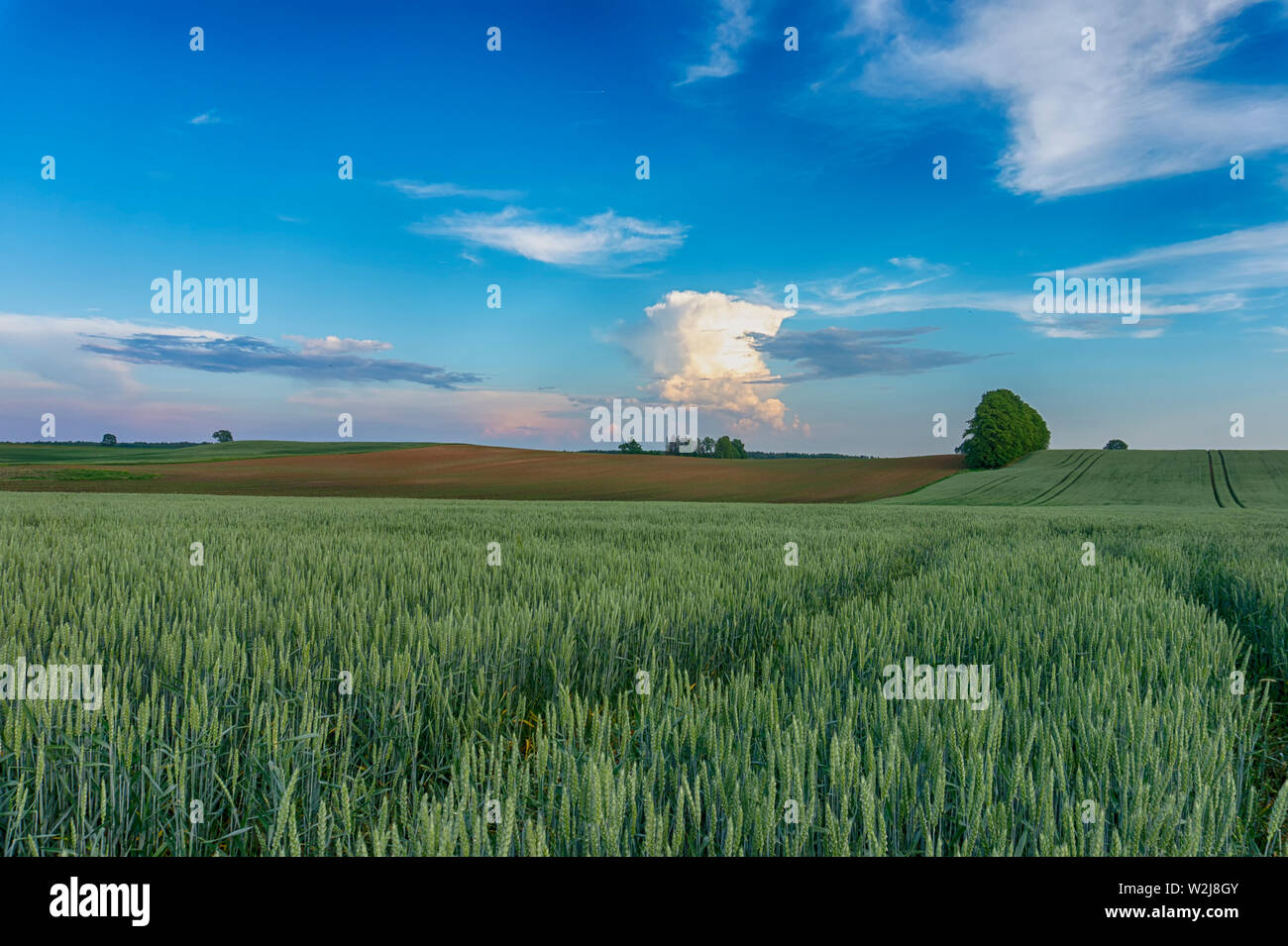 Les jeunes cultures céréalières vert dans un champ agricole au coucher du soleil avec les douces collines et nuages colorés dans un ciel bleu Banque D'Images