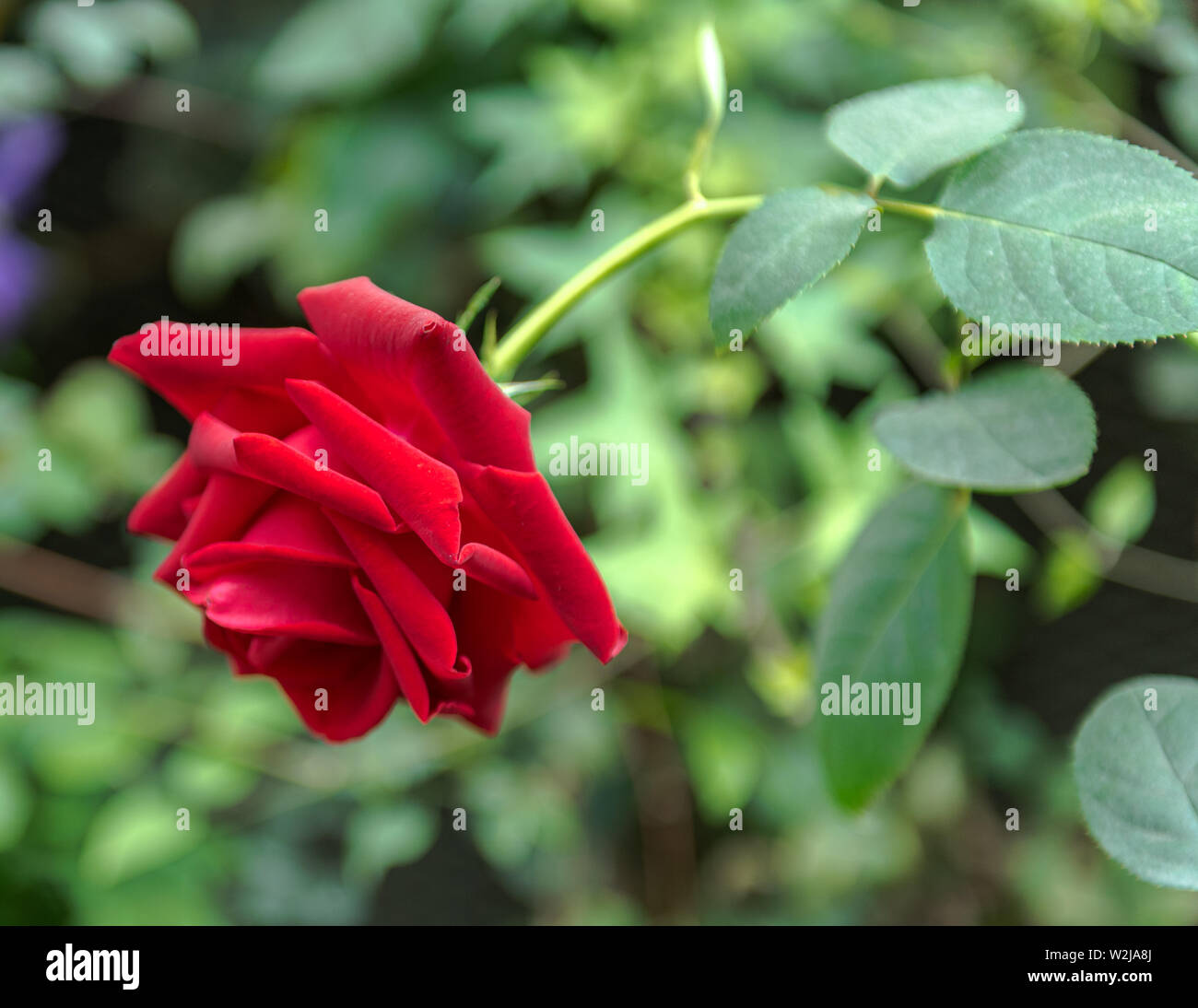 Photo d'une rose de jardin rouge vif entourée de feuilles vertes floues abd tiges. Banque D'Images