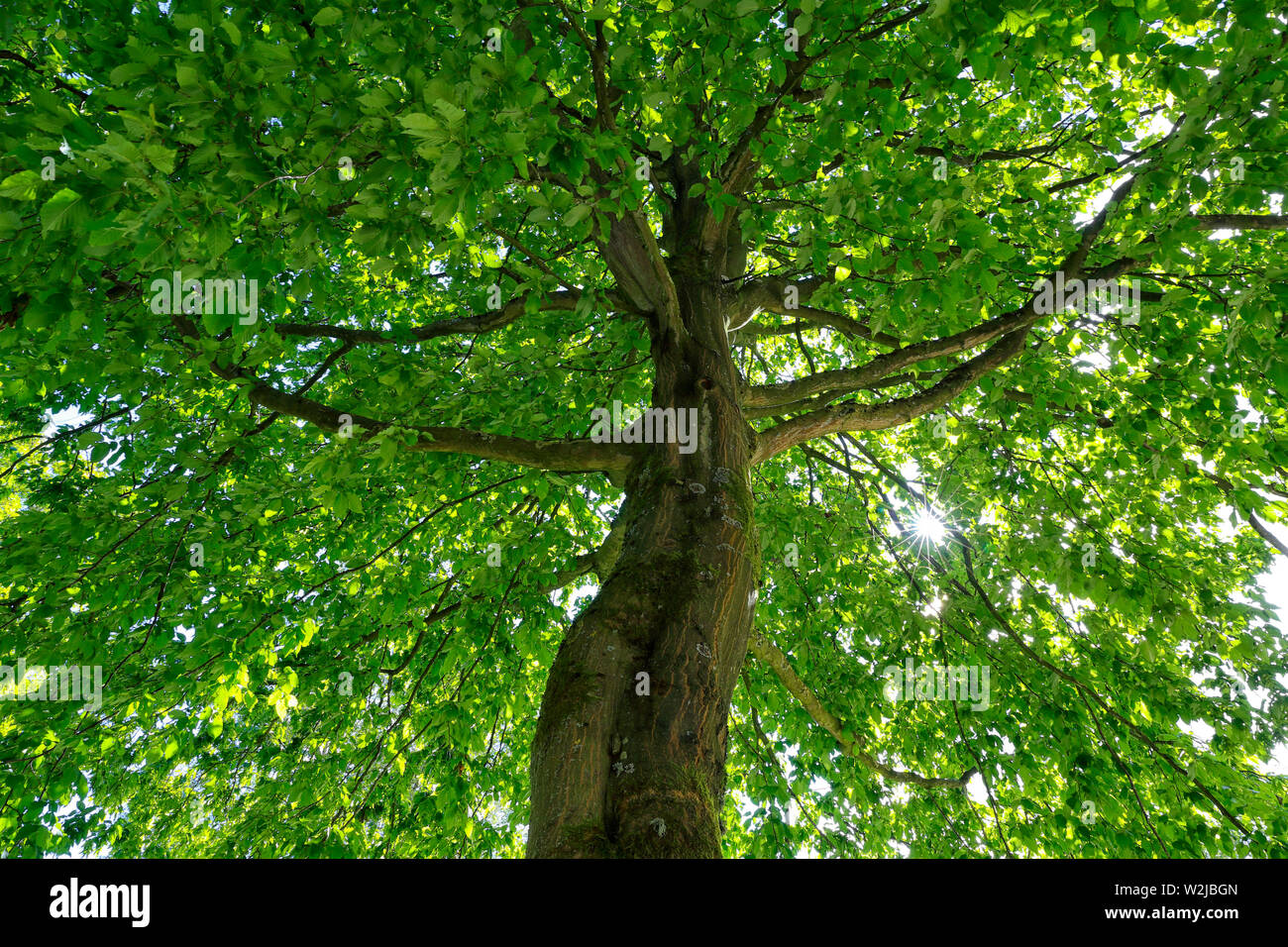 Tilleul commun ( Tilia x europaea ) dans les bois en pleine croissance Banque D'Images