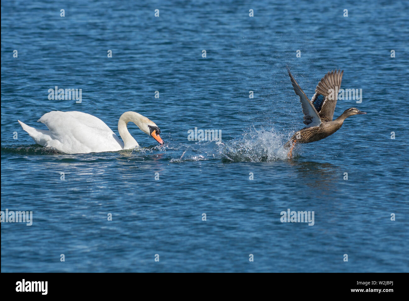 Cygne muet, Cygnus olor, chasing femelle Canard colvert, Anas platyrhynchos, sur le lac dans le Lancashire, Royaume-Uni Banque D'Images