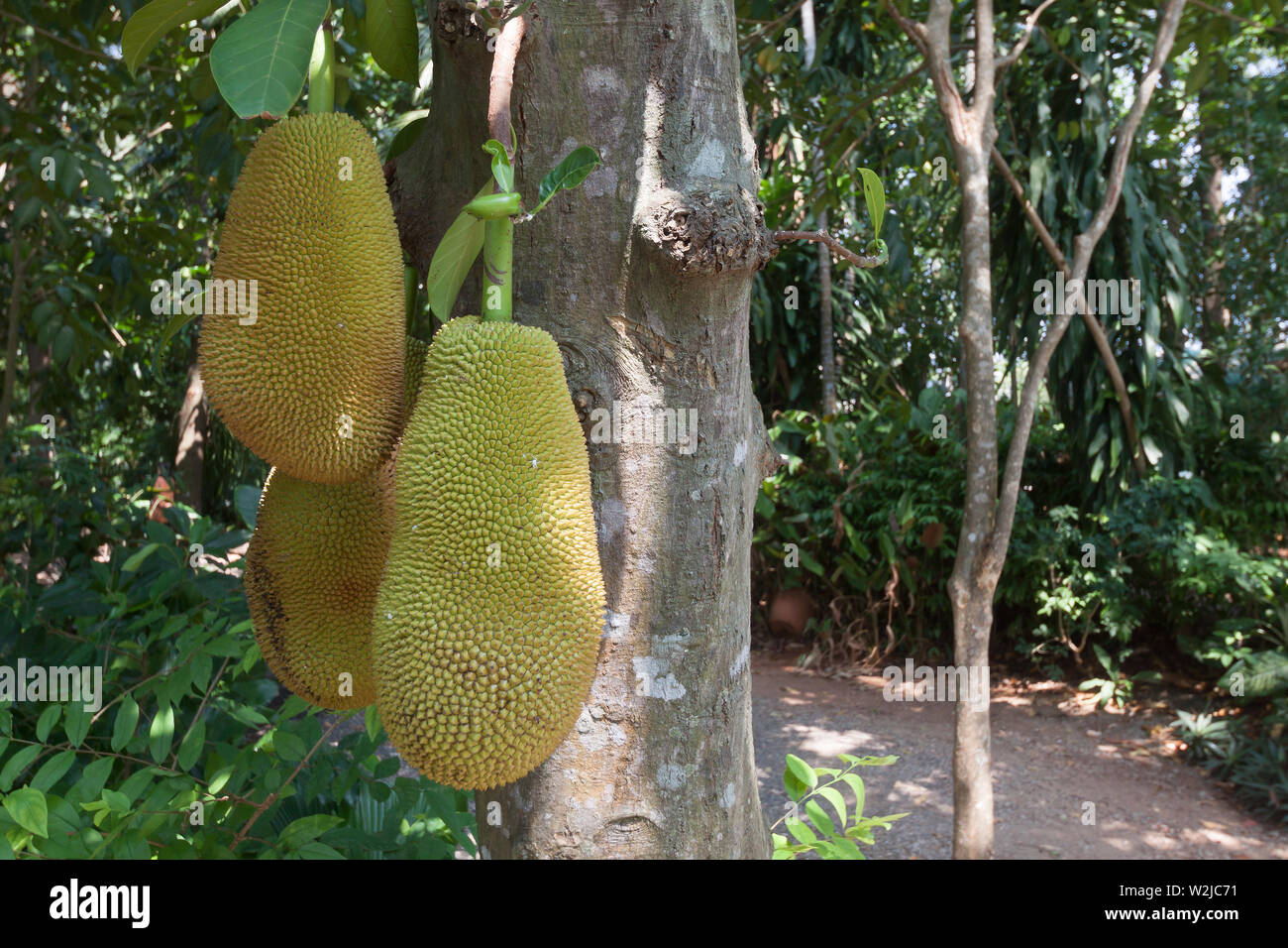 Le jack fruits sur l'arbre . Banque D'Images