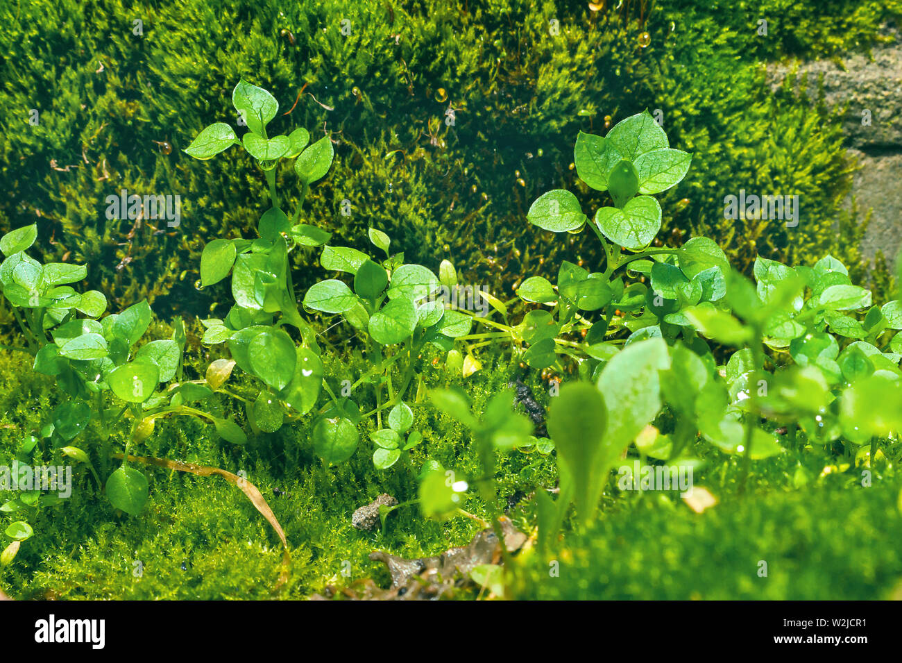 Peu de fleurs sauvages qui poussent sur les choux vert mousse Polytric brillant avec des gouttelettes de pluie sur une journée d'été. Banque D'Images