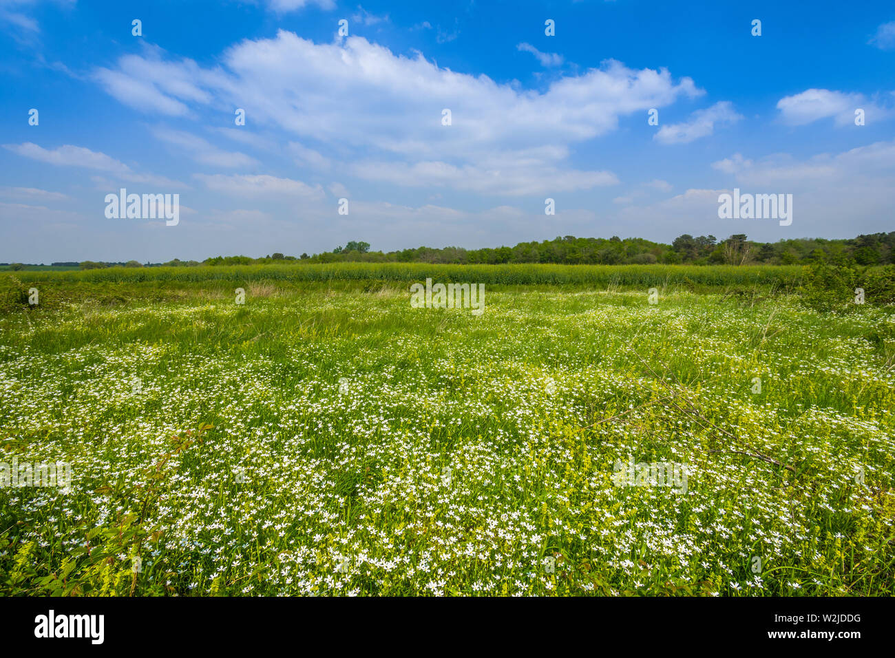 Fleurs sauvages Campion sur les terres agricoles - centre de la France. Banque D'Images
