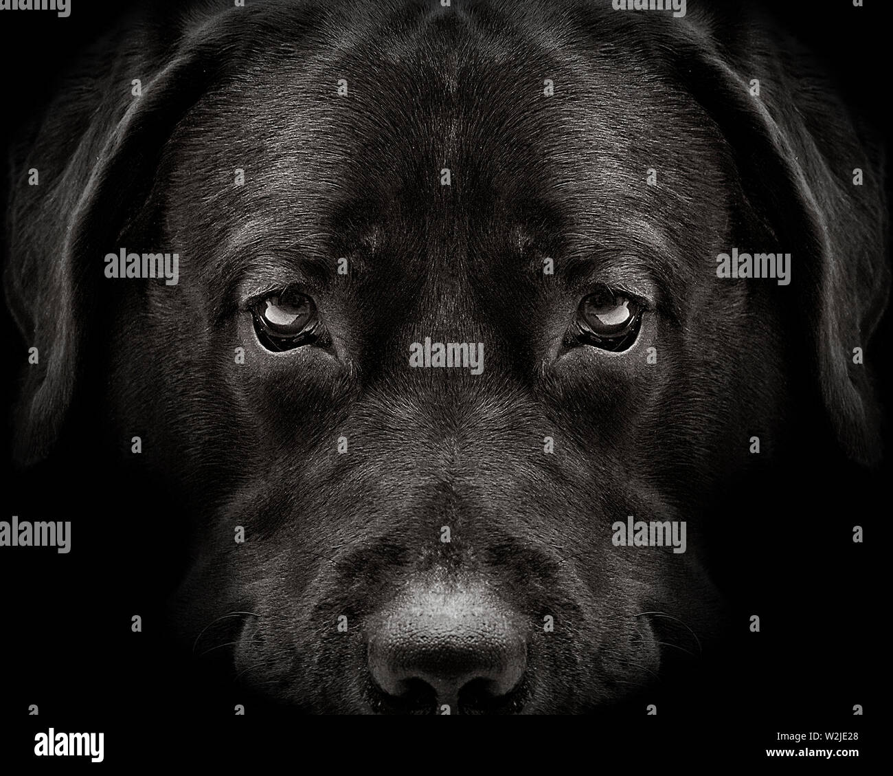 Museau noir labrador chien libre. Vue de face Banque D'Images