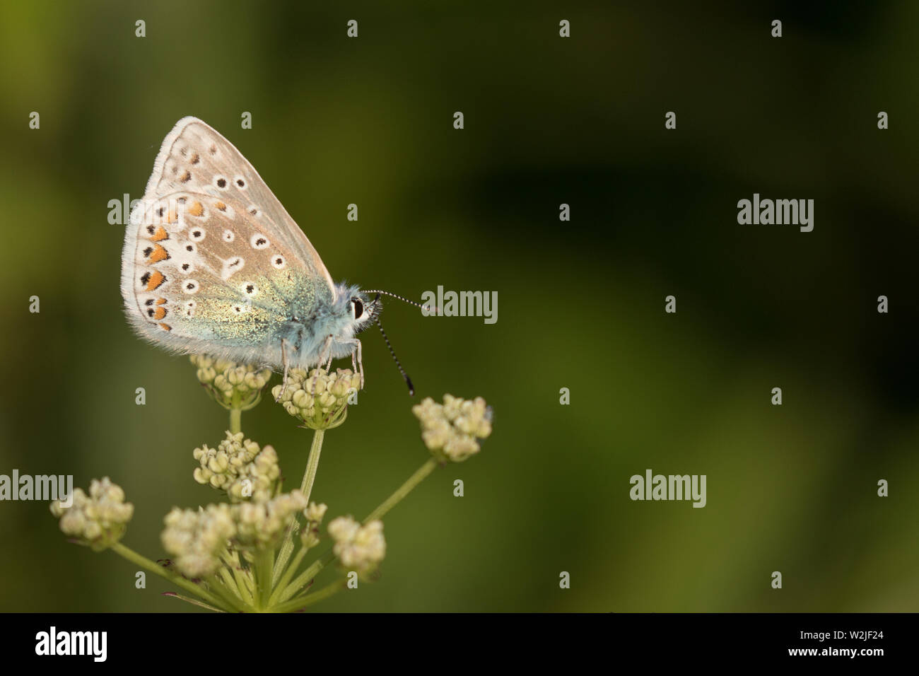 Papillon bleu commun (mâle) Banque D'Images