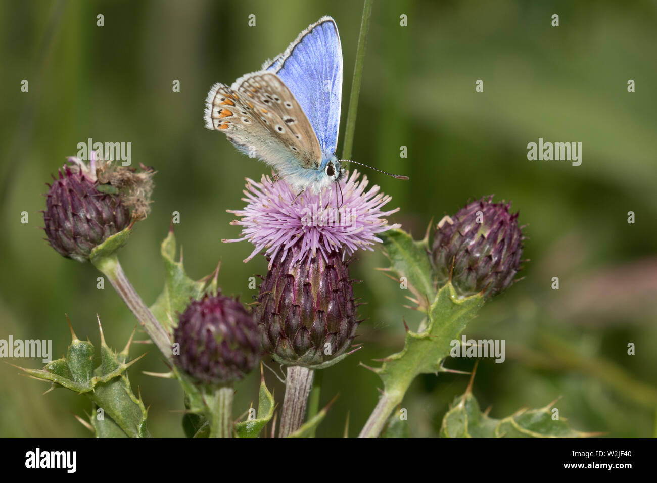 Papillon bleu commun (mâle) Banque D'Images