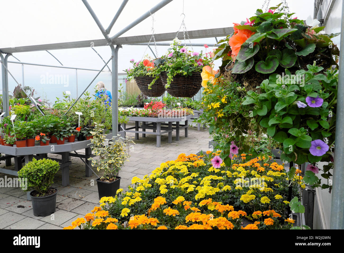 Jardin intérieur shop marigold plantes, fleurs en pots et paniers suspendus à vendre en été dans Bute Park Cardiff Wales UK KATHY DEWITT Banque D'Images