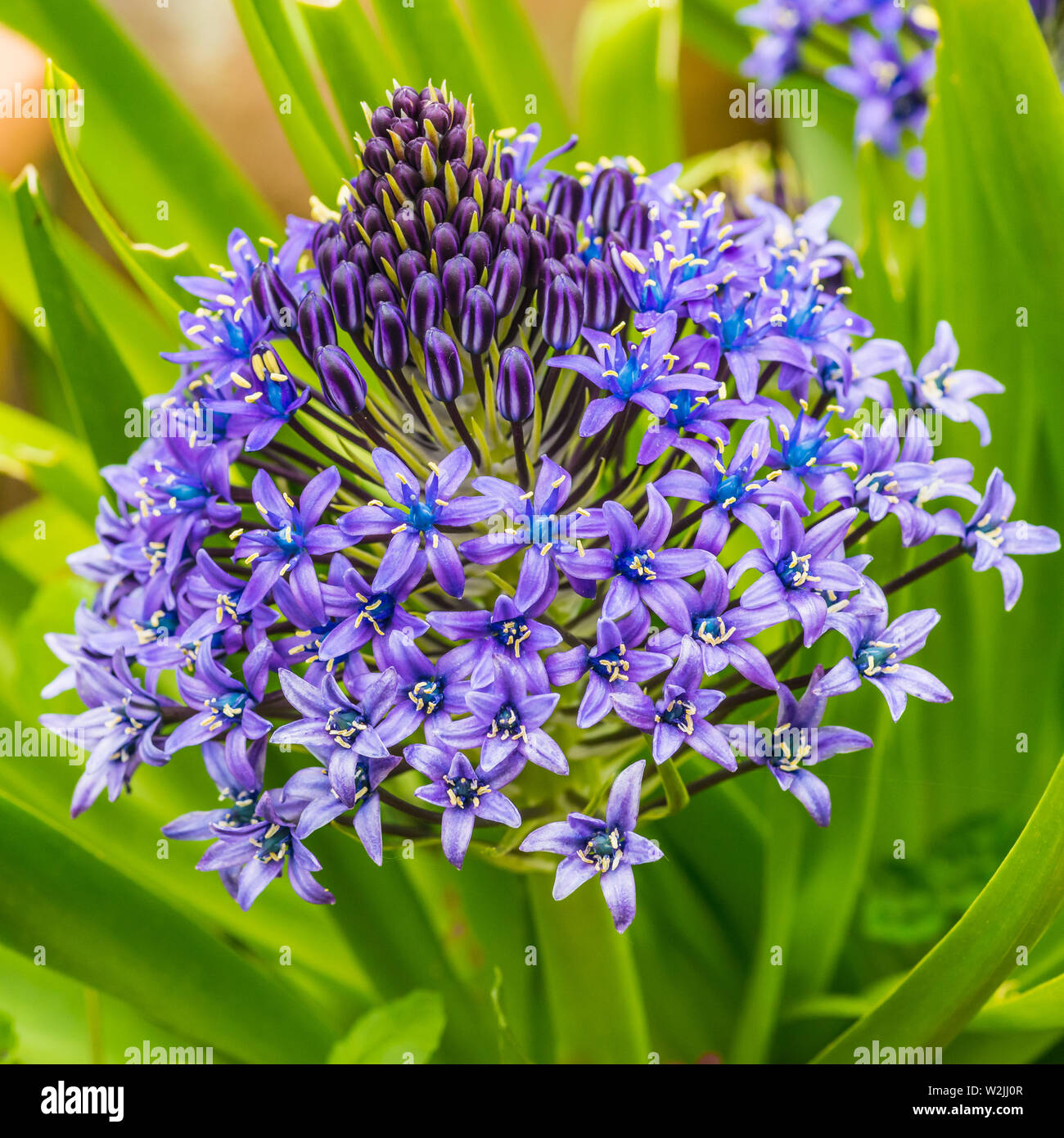Un plan macro sur la vue de côté d'un portugais squill la floraison. Banque D'Images