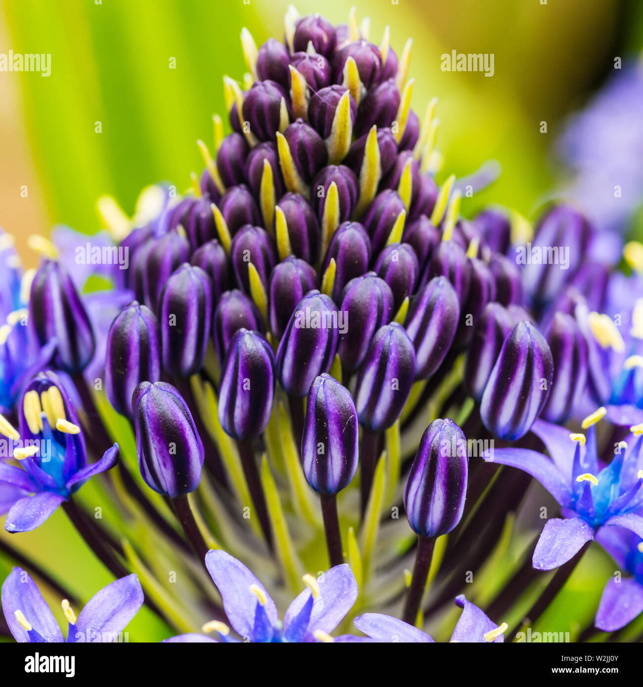 Un plan macro sur certains portugais squill boutons de fleurs. Banque D'Images