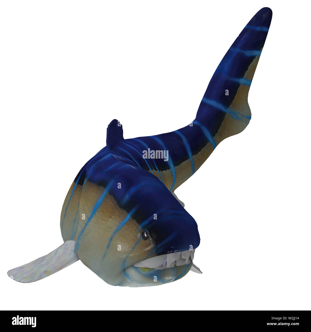 Dunkleosteus était un poisson des placodermes carnivores qui vivait dans les mers du Dévonien. Banque D'Images Dunkleosteus était un poisson des placodermes carnivores qui vivait dans les mers du Dévonien. Banque D'Images