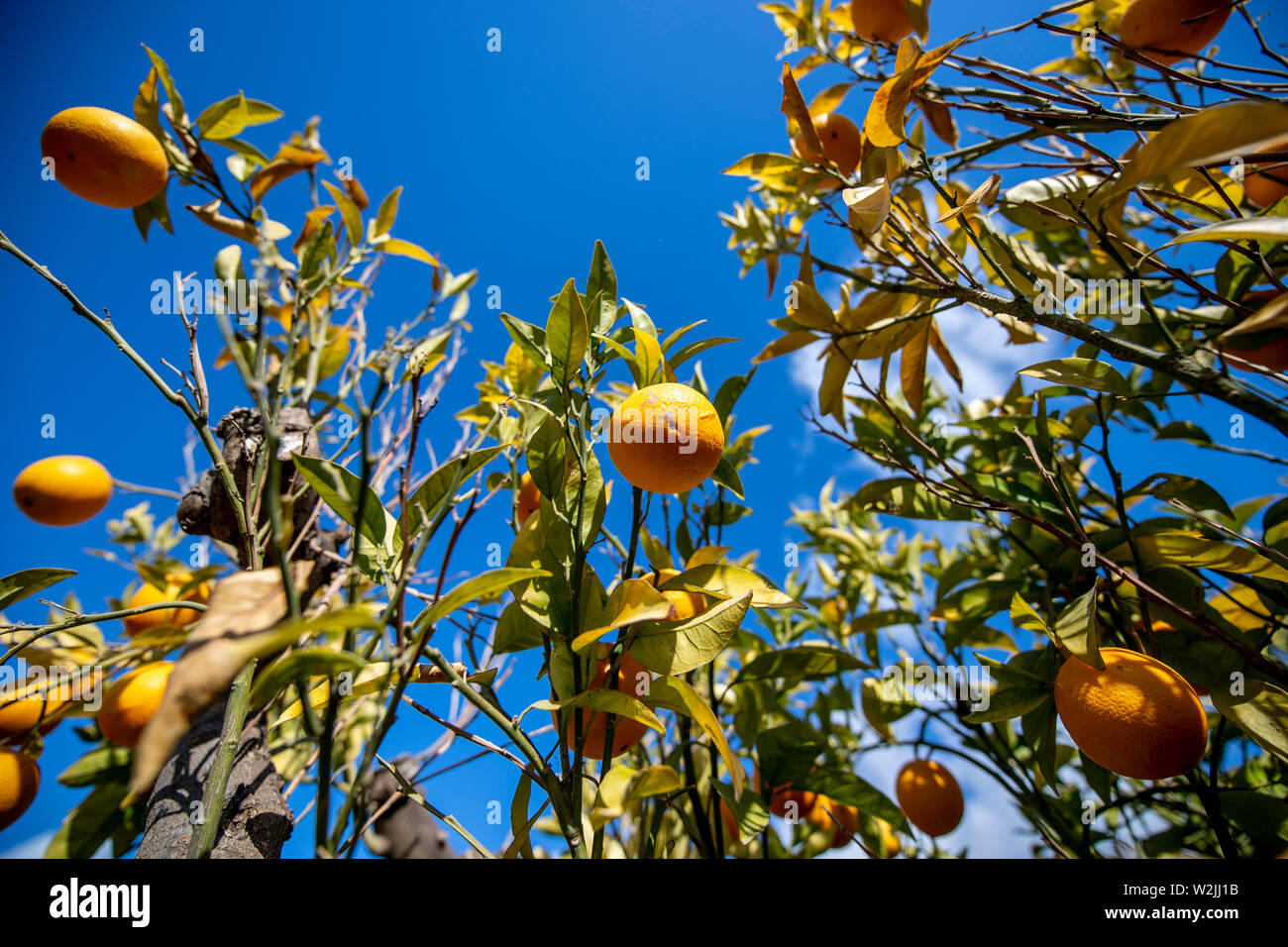 Themenbild Marbella Sommer, Orangen einem Orangen un Orangenbaum strahlendem vor blauem Himmel bei Sonnenschein. Banque D'Images