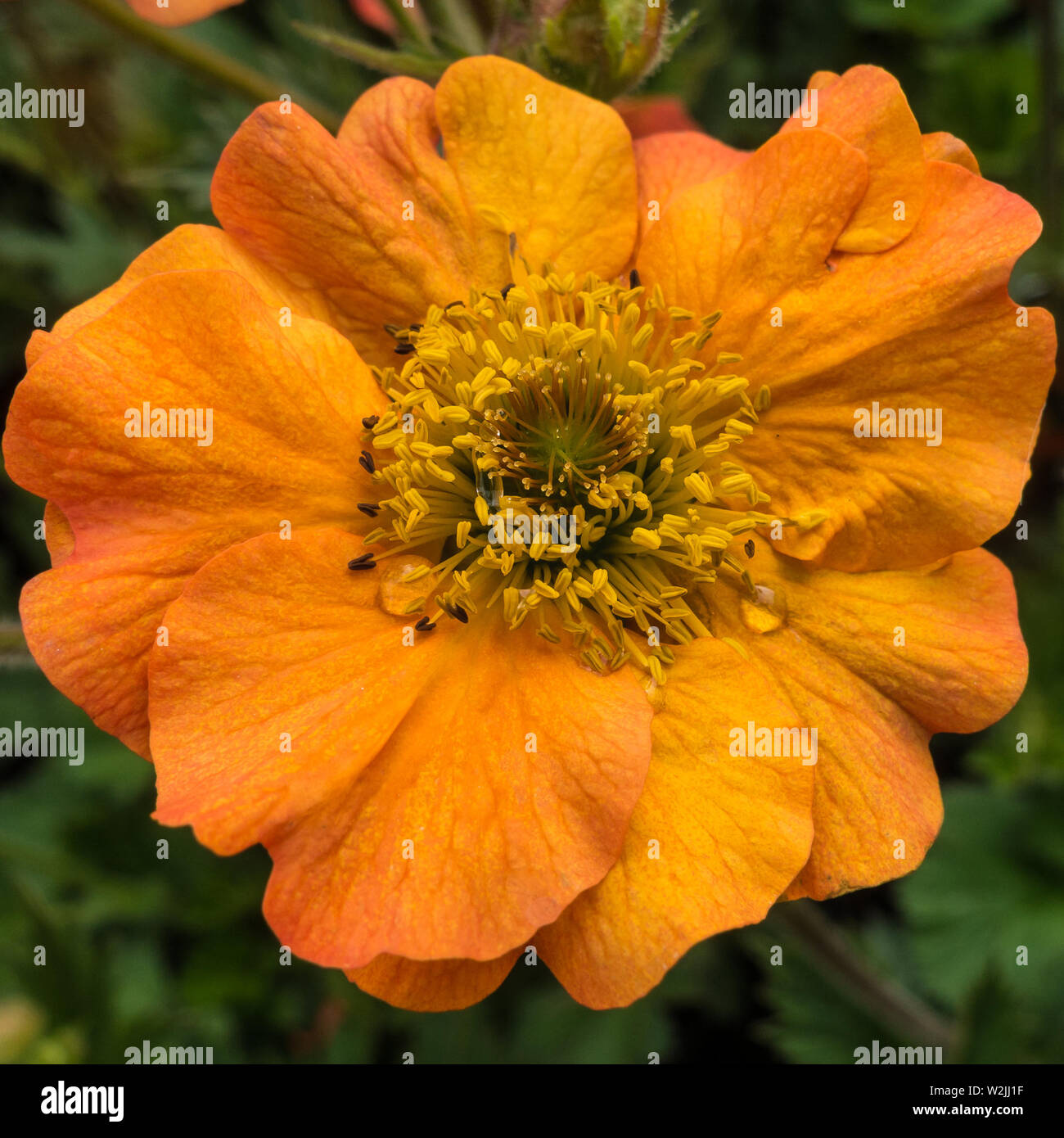 Un plan macro sur une orange geum floraison. Banque D'Images