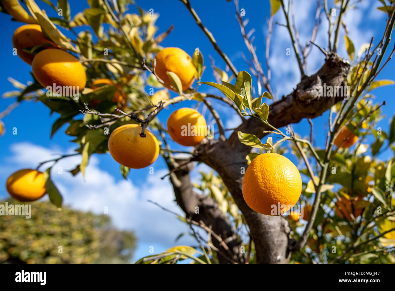 Themenbild Marbella Sommer, Orangen einem Orangen un Orangenbaum strahlendem vor blauem Himmel bei Sonnenschein. Banque D'Images