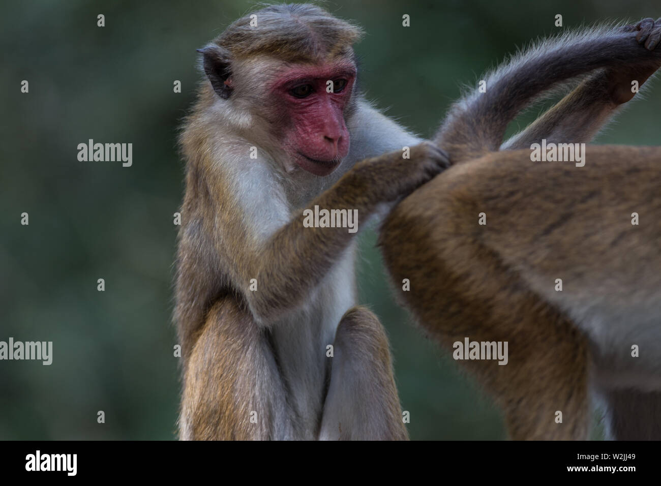 Belle et faune exotique de Sri Lanka. Banque D'Images