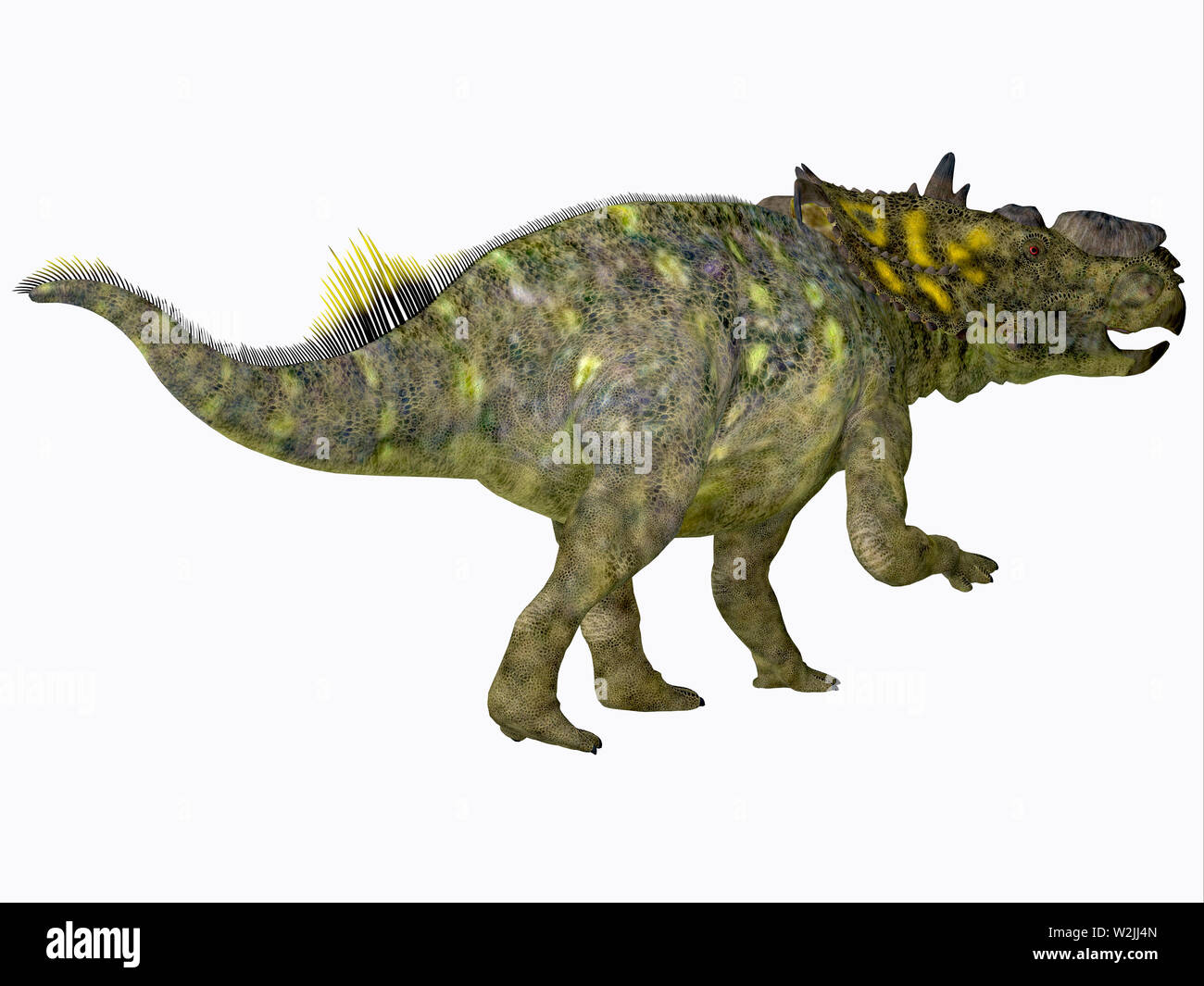 Pachyrhinosaurus - dinosaure herbivore Cératopsien Pachyrhinosaurus était un dinosaure à bec qui vivaient en Alberta, Canada au cours de la période du Crétacé. Banque D'Images