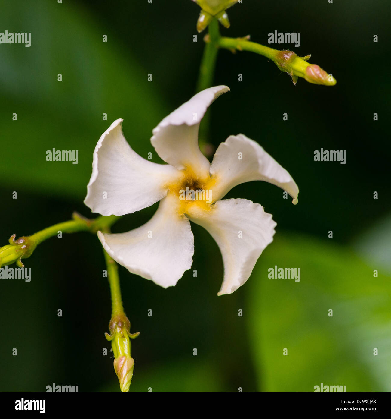 Un plan macro sur une étoile blanche fleur de Jasmin. Banque D'Images