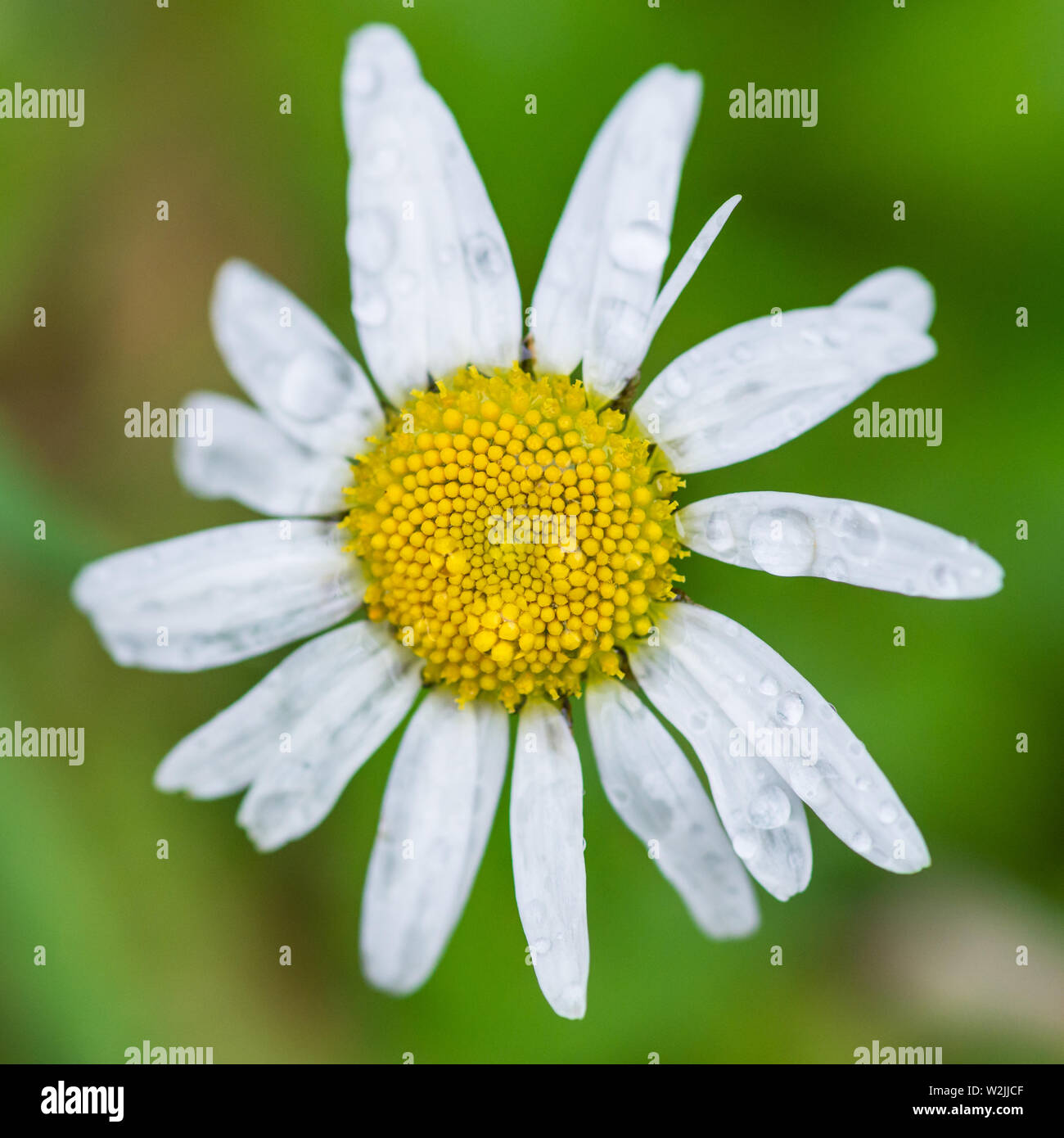 Un plan macro sur une fleur marguerite oxeye humide. Banque D'Images