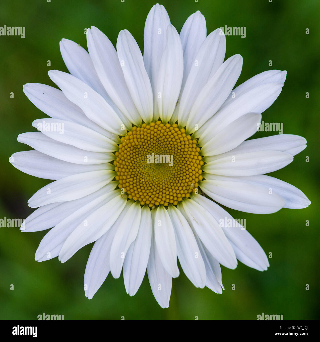 Un plan macro sur une vierge oxeye daisy bloom. Banque D'Images