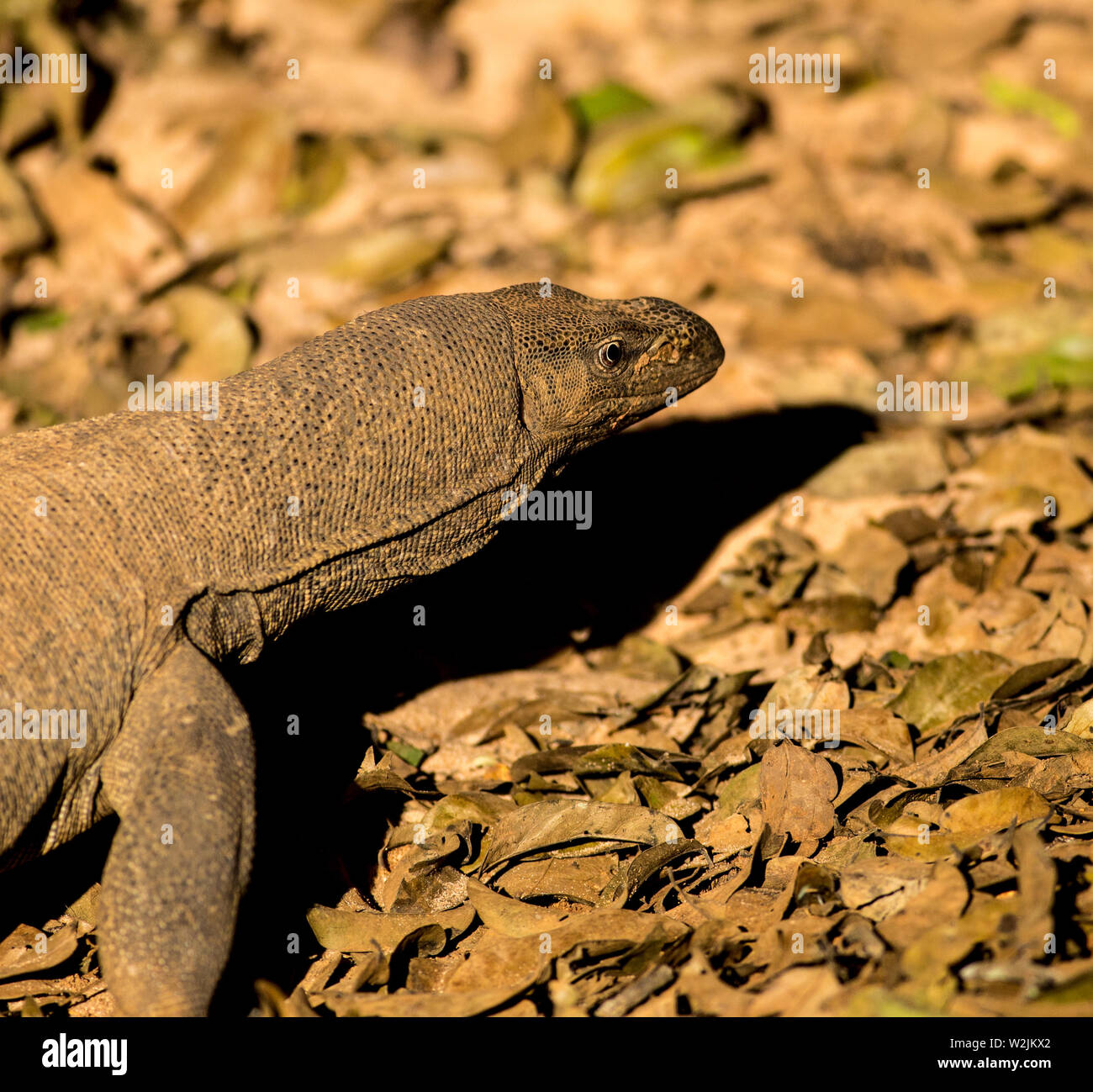 Belle et faune exotique de Sri Lanka. Banque D'Images