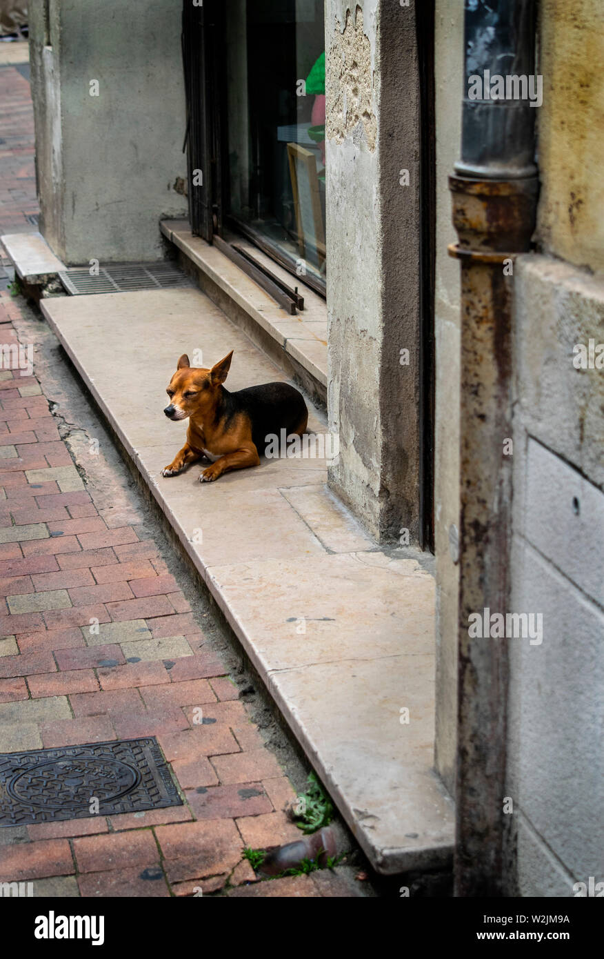 Un petit chien noir et feu le repos au soleil dans les rues de Bordeaux, France, Europe Banque D'Images