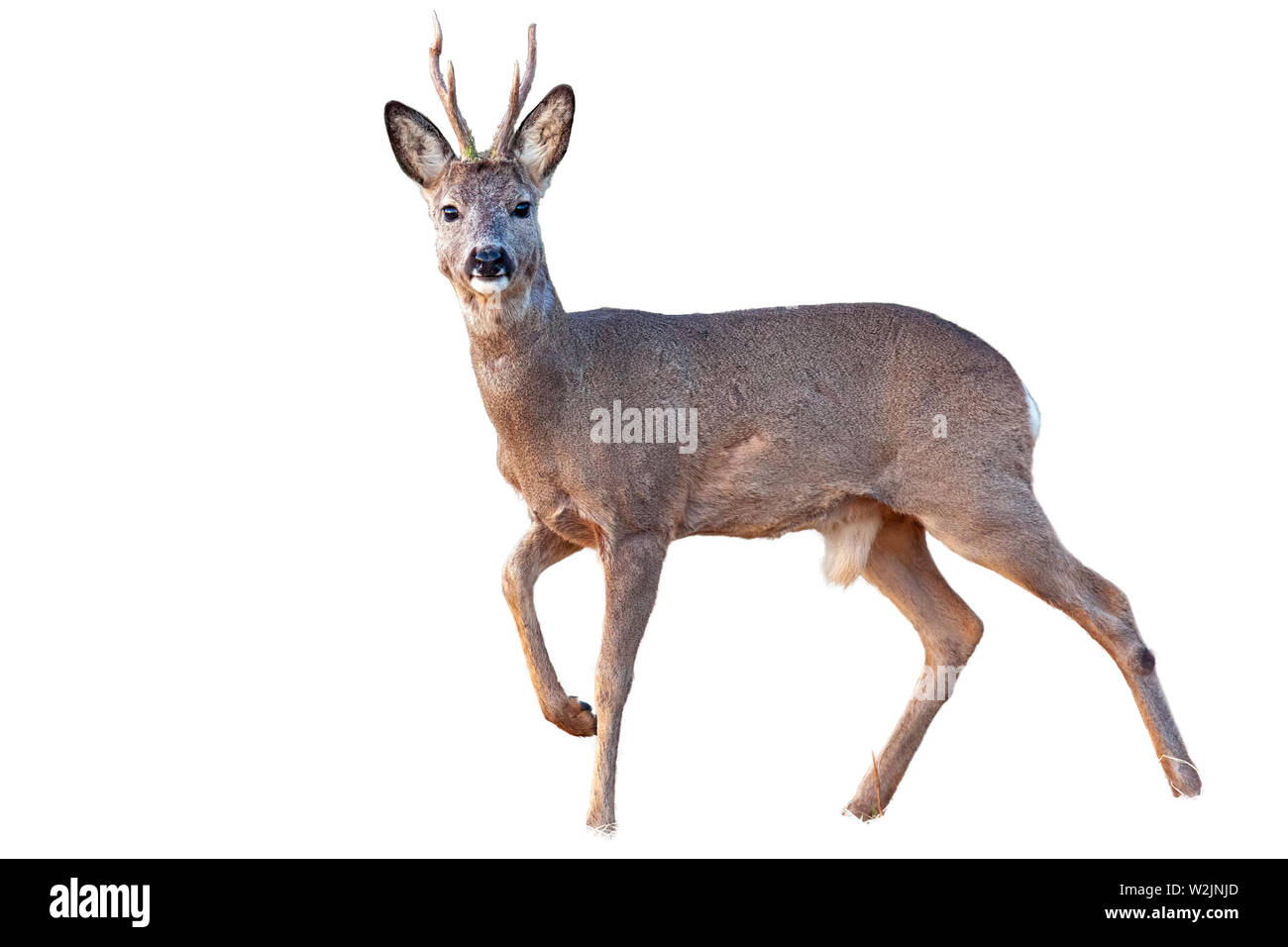 Chevreuil buck en hiver avec bois revêtement walking isolated on white Banque D'Images
