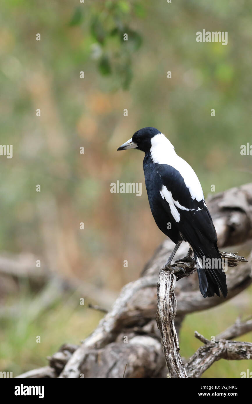 Une verticale de Cassican Flûteur, Cracticus tibicen, perché Banque D'Images