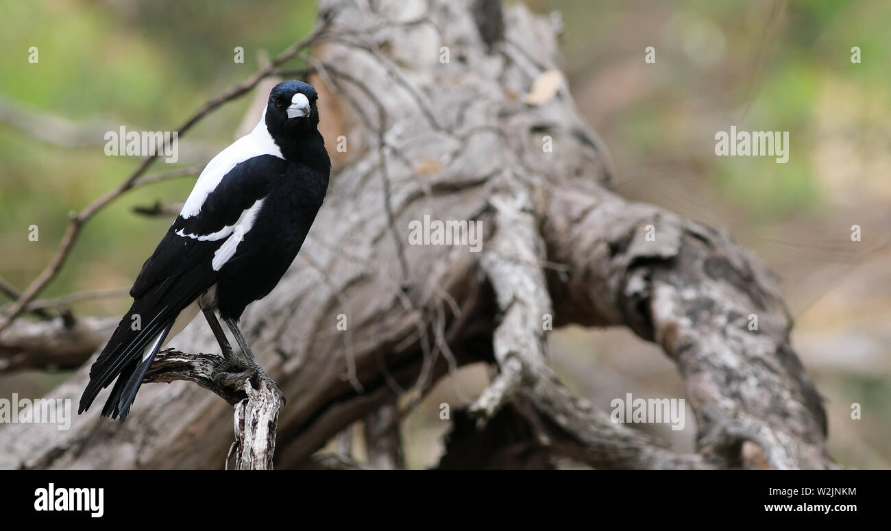 Un Cassican Flûteur, Cracticus tibicen, on branch Banque D'Images