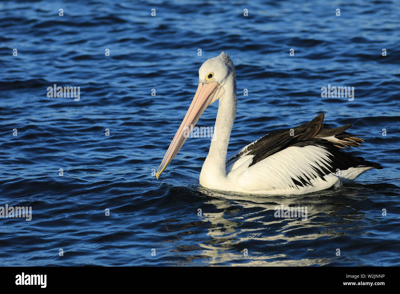 Un Australien, Pelecanus conspicillatus, sur l'eau Banque D'Images