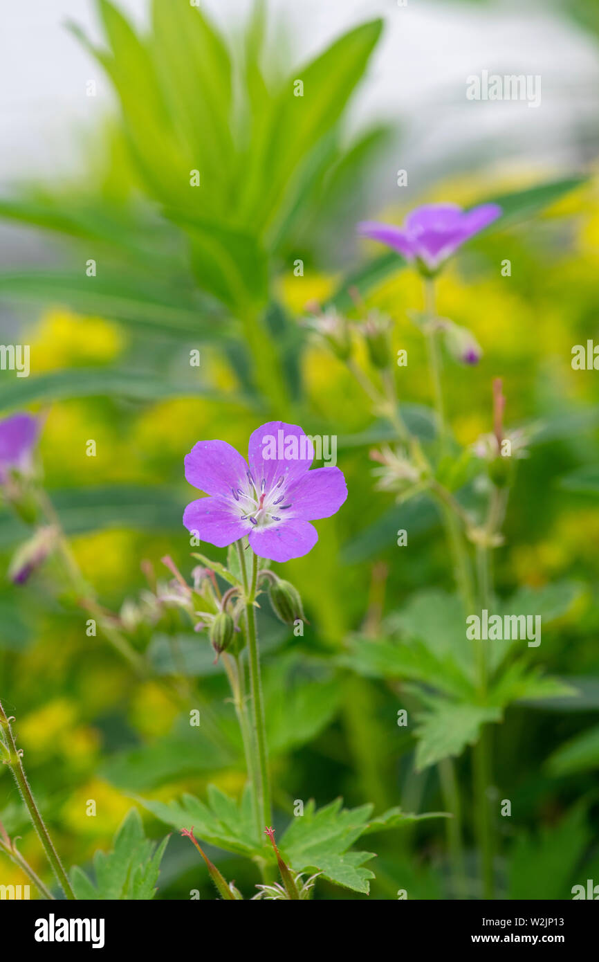 Le géranium. Dans un jardin de fleurs géranium sanguin frontière. Banque D'Images