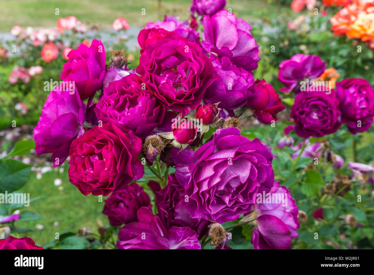 Un gros plan sur une grappe de roses pourpres au point Defiance Park à Tacoma, Washington. Banque D'Images