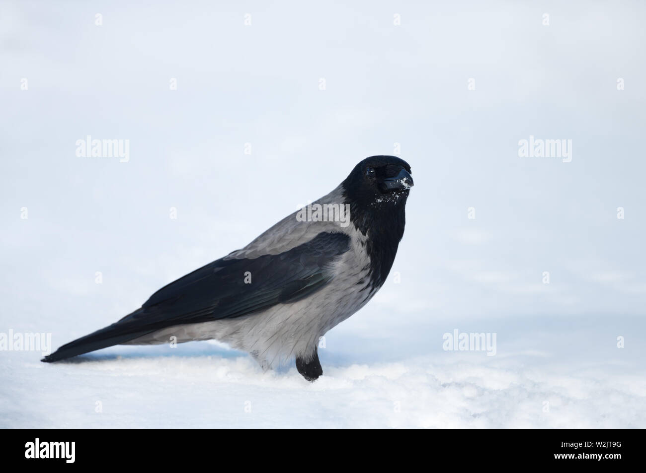 Close up of a hooded crow (Corvus cornix) dans la neige. Banque D'Images
