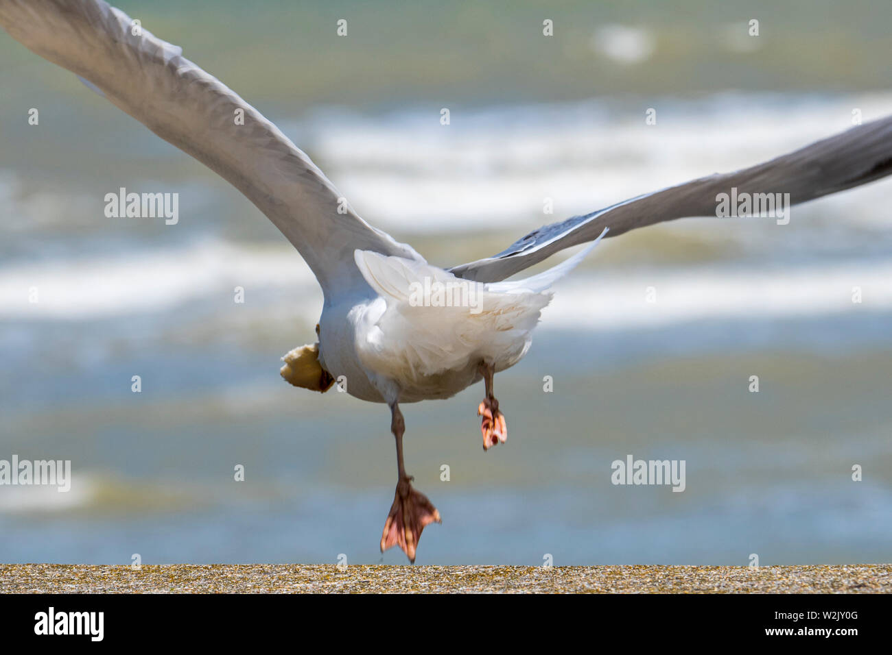 European Herring Gull (Larus argentatus), décollant de digue en station balnéaire avec un grand morceau de pain en bec Banque D'Images