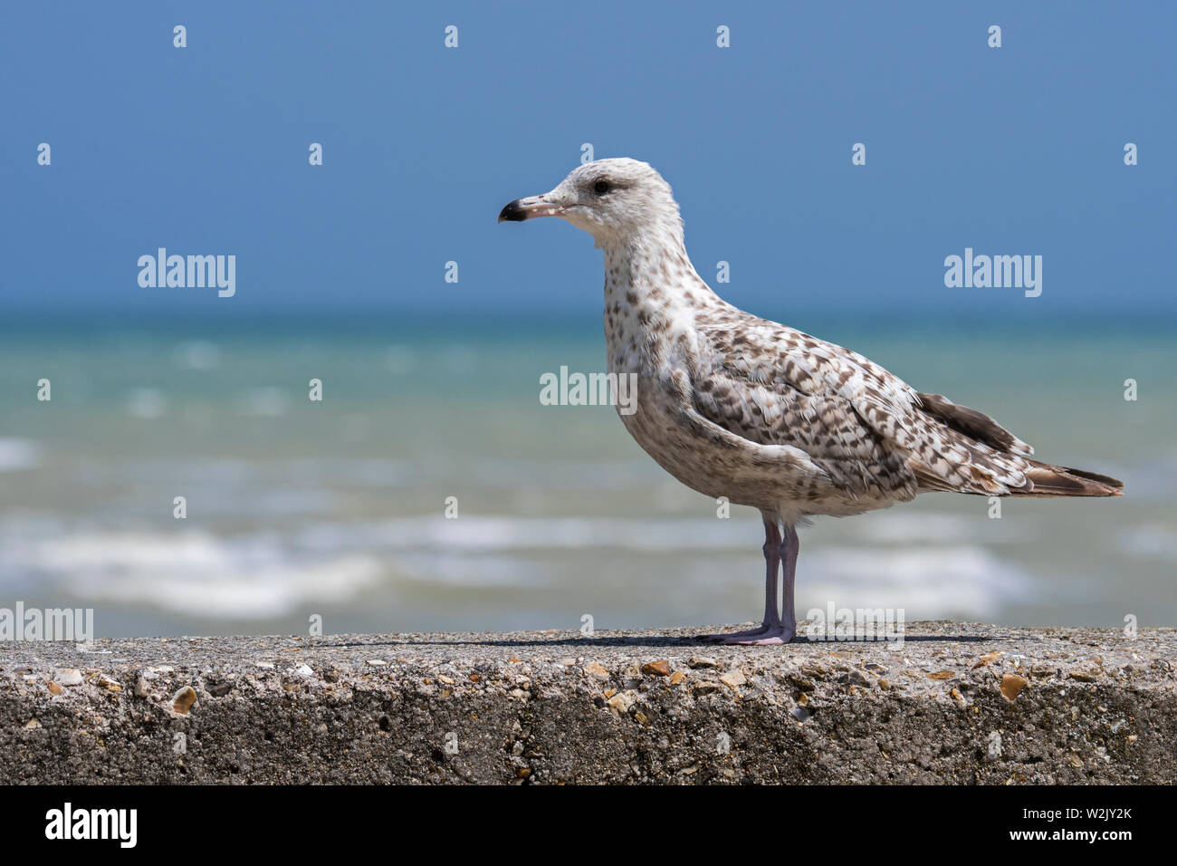Européenne juvénile goéland argenté (Larus argentatus) en plumage d'été deuxième perché sur seawall à Harbour le long de la côte de la mer du Nord Banque D'Images