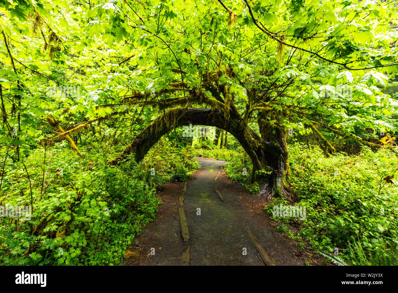 Hoh Rain Forest est situé à Washington, Etats-Unis d'Amérique, nature, paysage, l'arrière-plan, de la faune, le wapiti, le tourisme, Voyages USA, Amérique du Nord, Banque D'Images