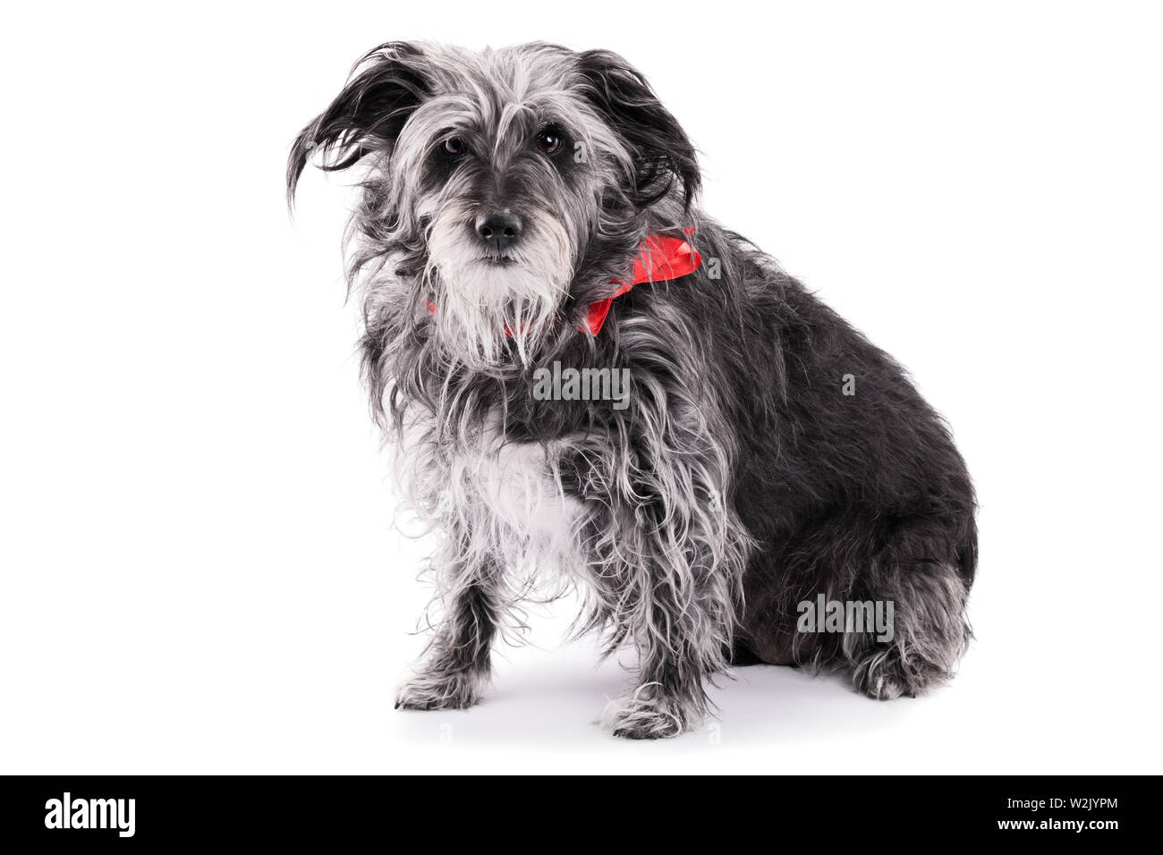 Adoption animaux concept. Vieux concept des animaux. Rescue Dog concept. Mignon chien terrier irlandais avec un ruban rouge, isolé sur fond blanc. Banque D'Images