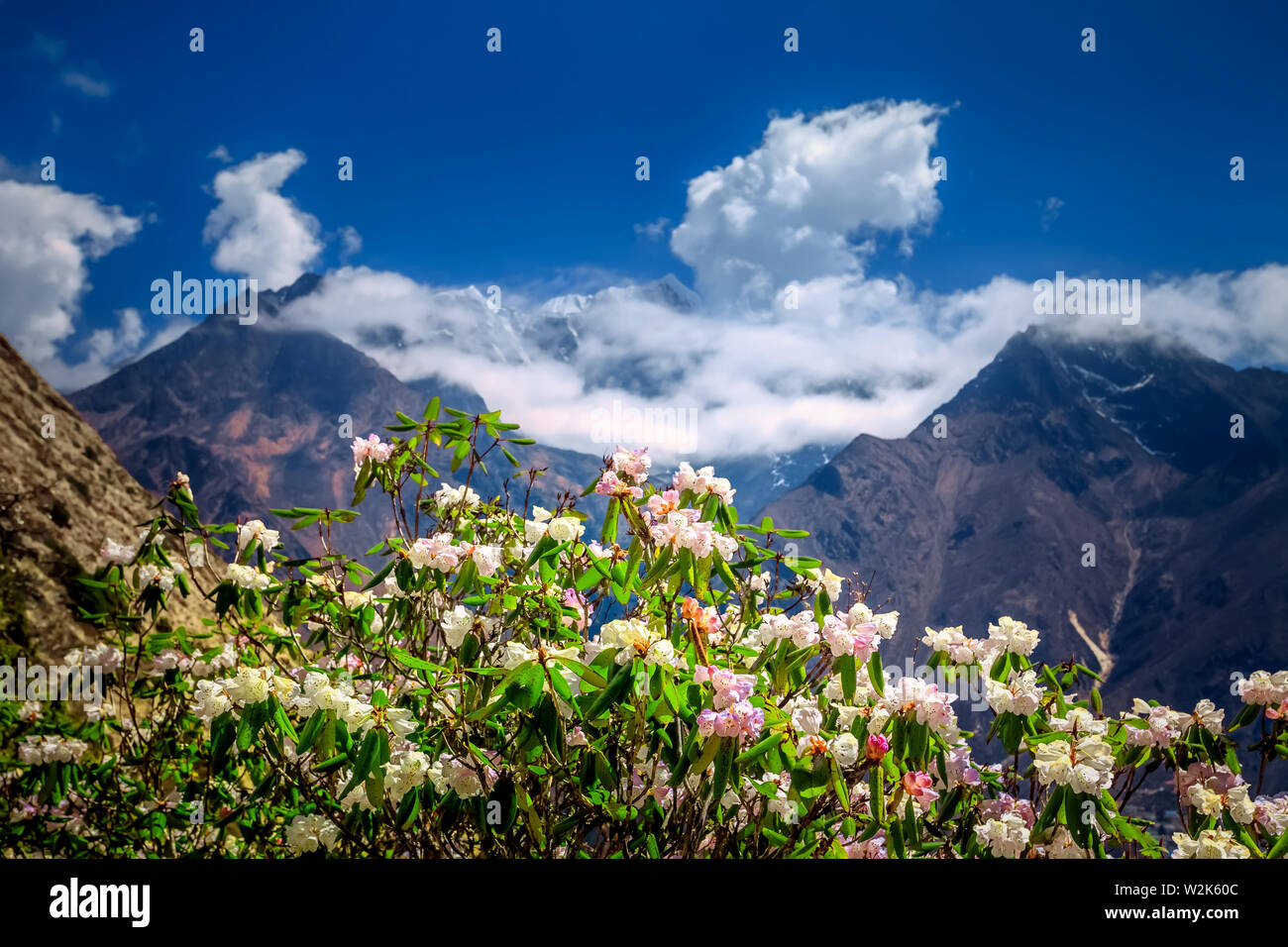 Rhododendrons en fleurs, de l'Annapurna au Népal Banque D'Images