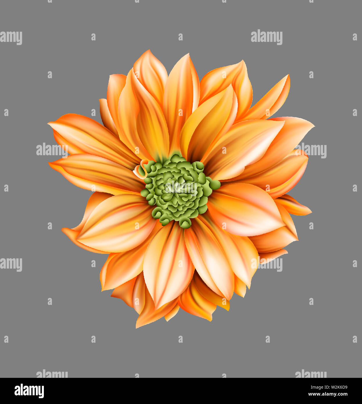 Fleur rouge et jaune Dahlia Banque D'Images