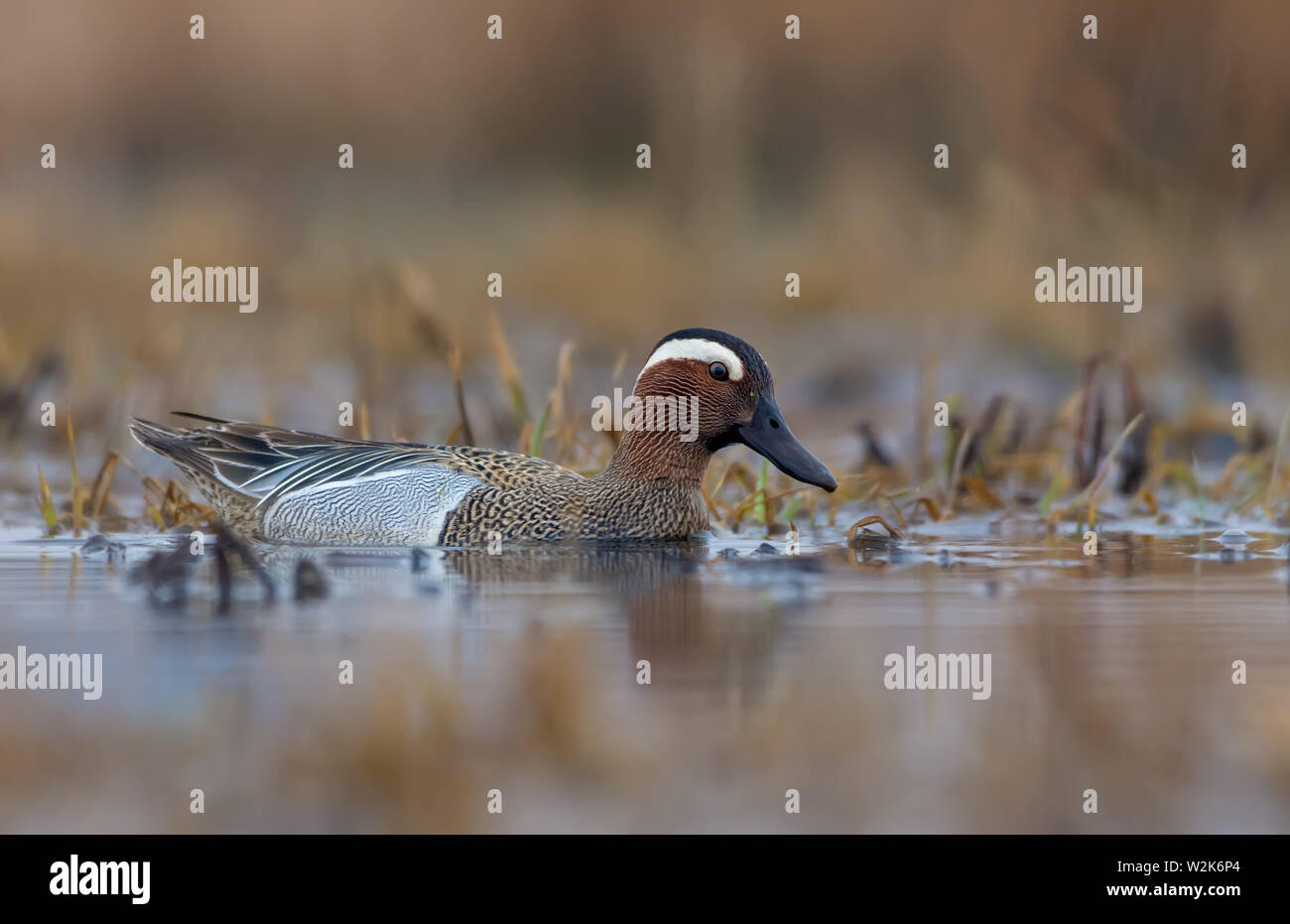 Sarcelle d'été mâle nage dans la rivière de printemps de couleur marron Banque D'Images