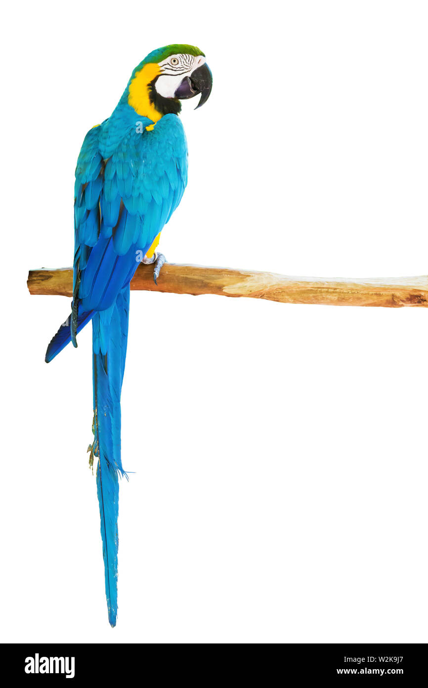 Blue-and-yellow macaw sur fond blanc Banque D'Images