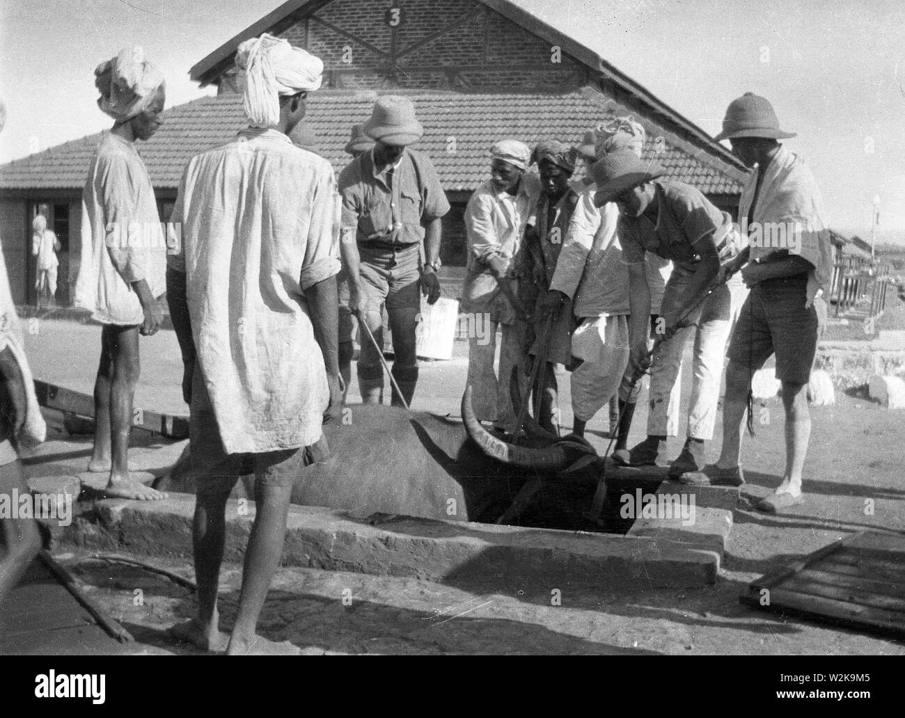 Sauvetage de boeufs de bien dans village près de Bombay, Inde sous le Raj britannique en 1908 Banque D'Images