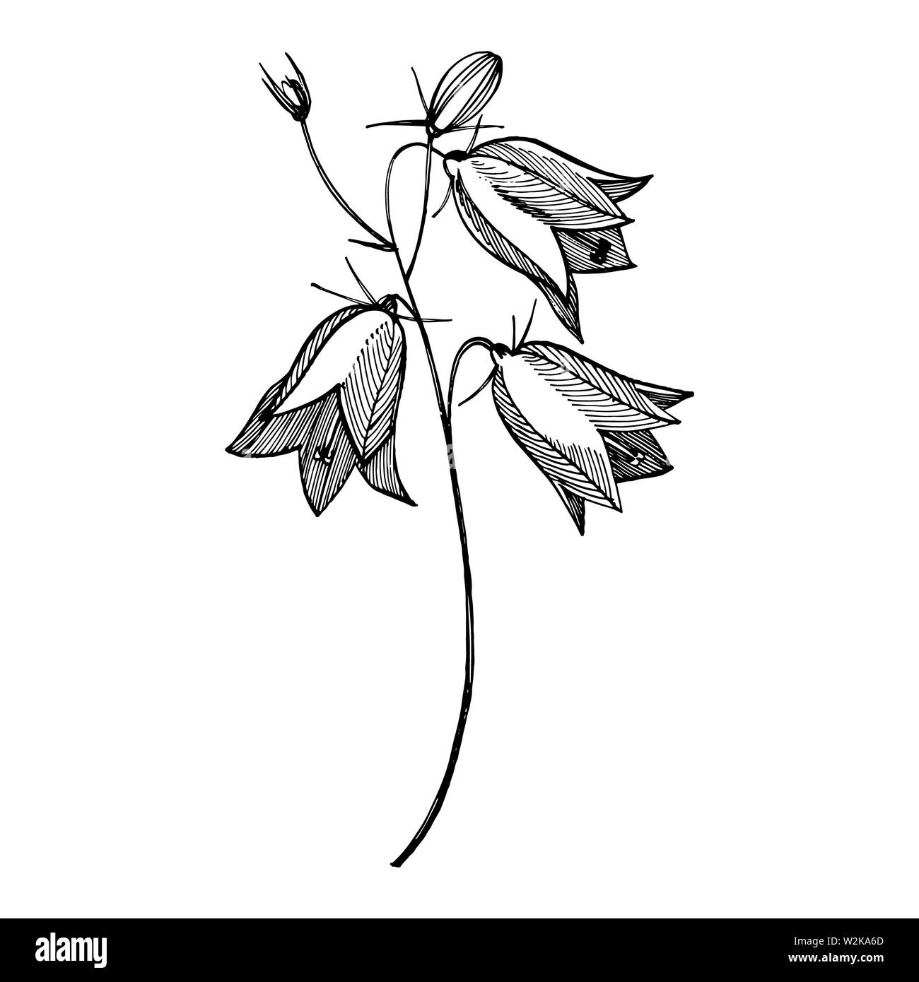 La campanule fleurs, les feuilles et les bouquets. L'été, printemps naturel plantes de prairie monochrome. Illustration pour poster naturel floral, textile decorat Banque D'Images