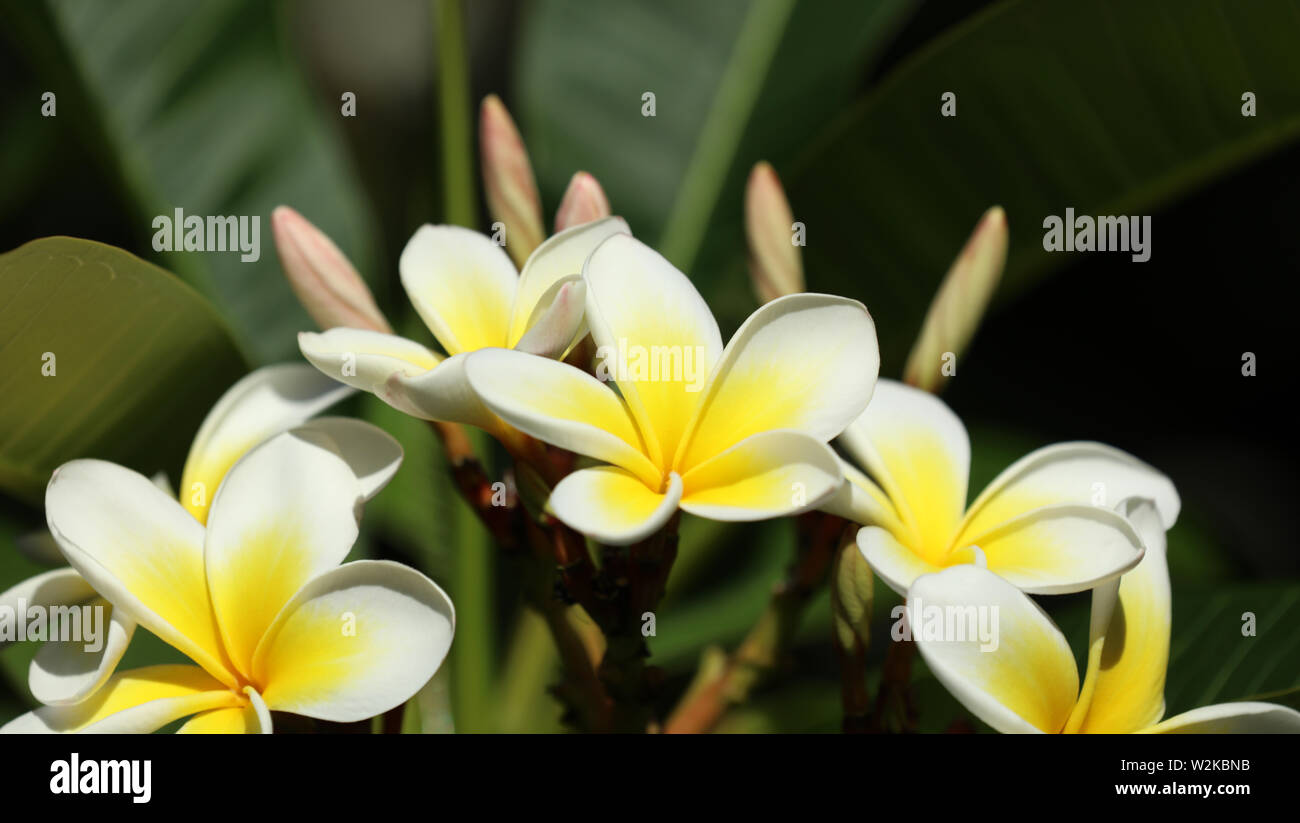 Plumeria Frangipani sur la côte en Australie Banque D'Images