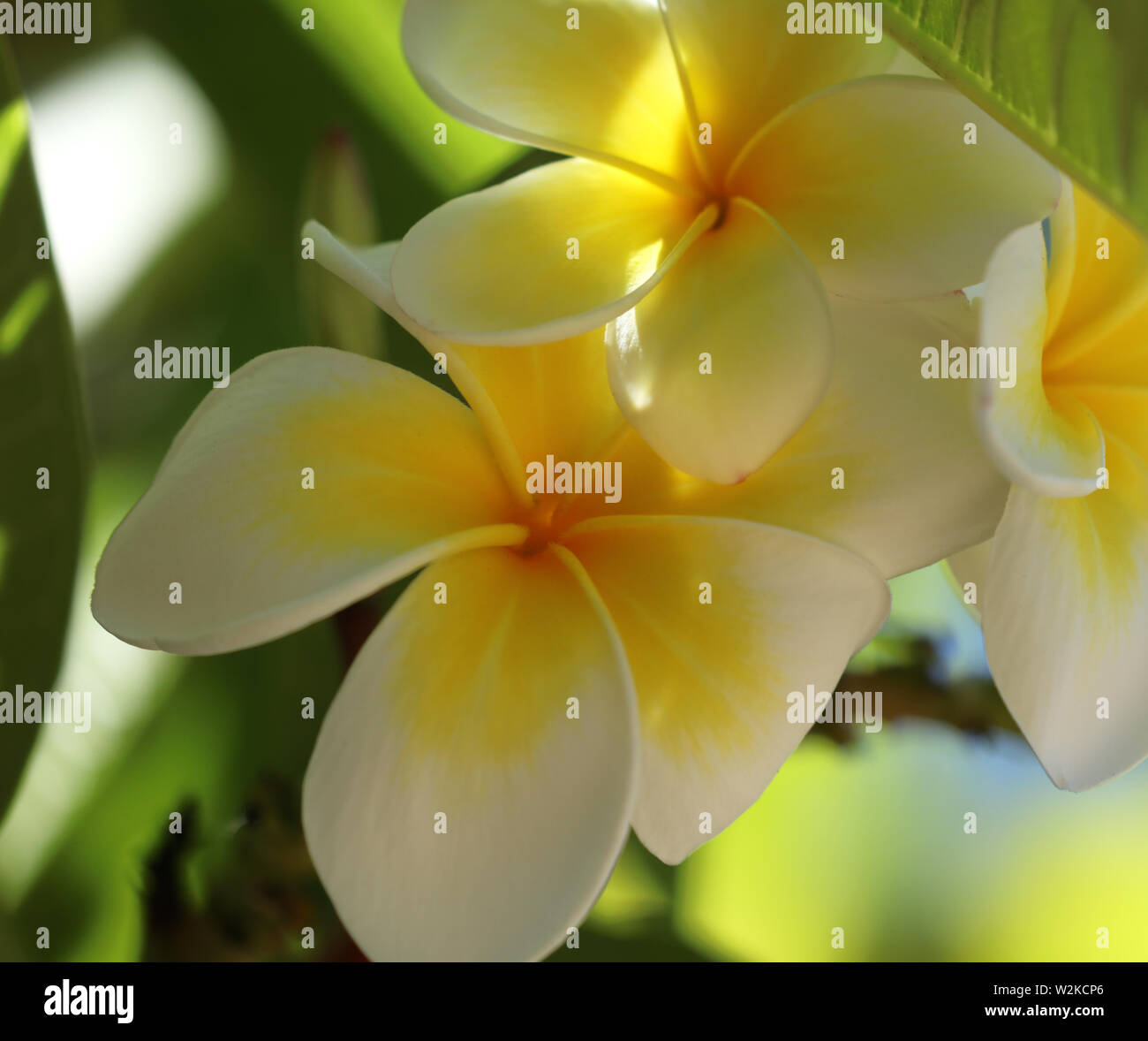 Plumeria Frangipani sur la côte en Australie Banque D'Images