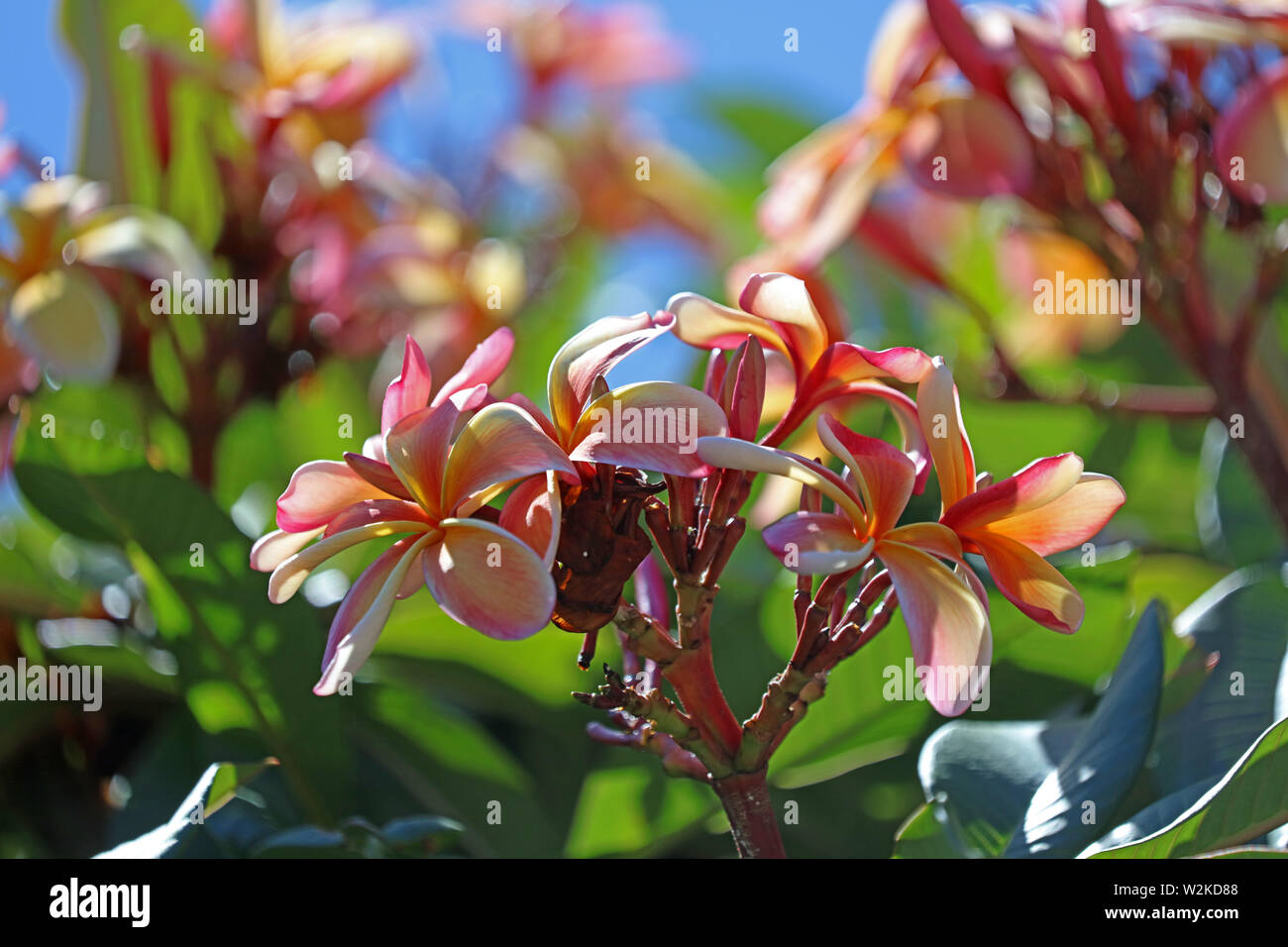 Plumeria Frangipani sur la côte en Australie Banque D'Images