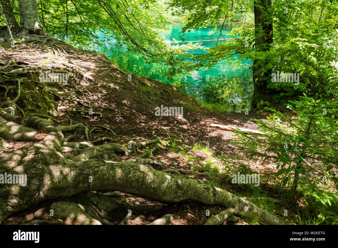 Les racines des arbres sur la surface de la forêt couverte de feuilles terrain avec un lac de couleur azur dans l'arrière-plan - le parc national des Lacs de Plitvice, Croatie Banque D'Images