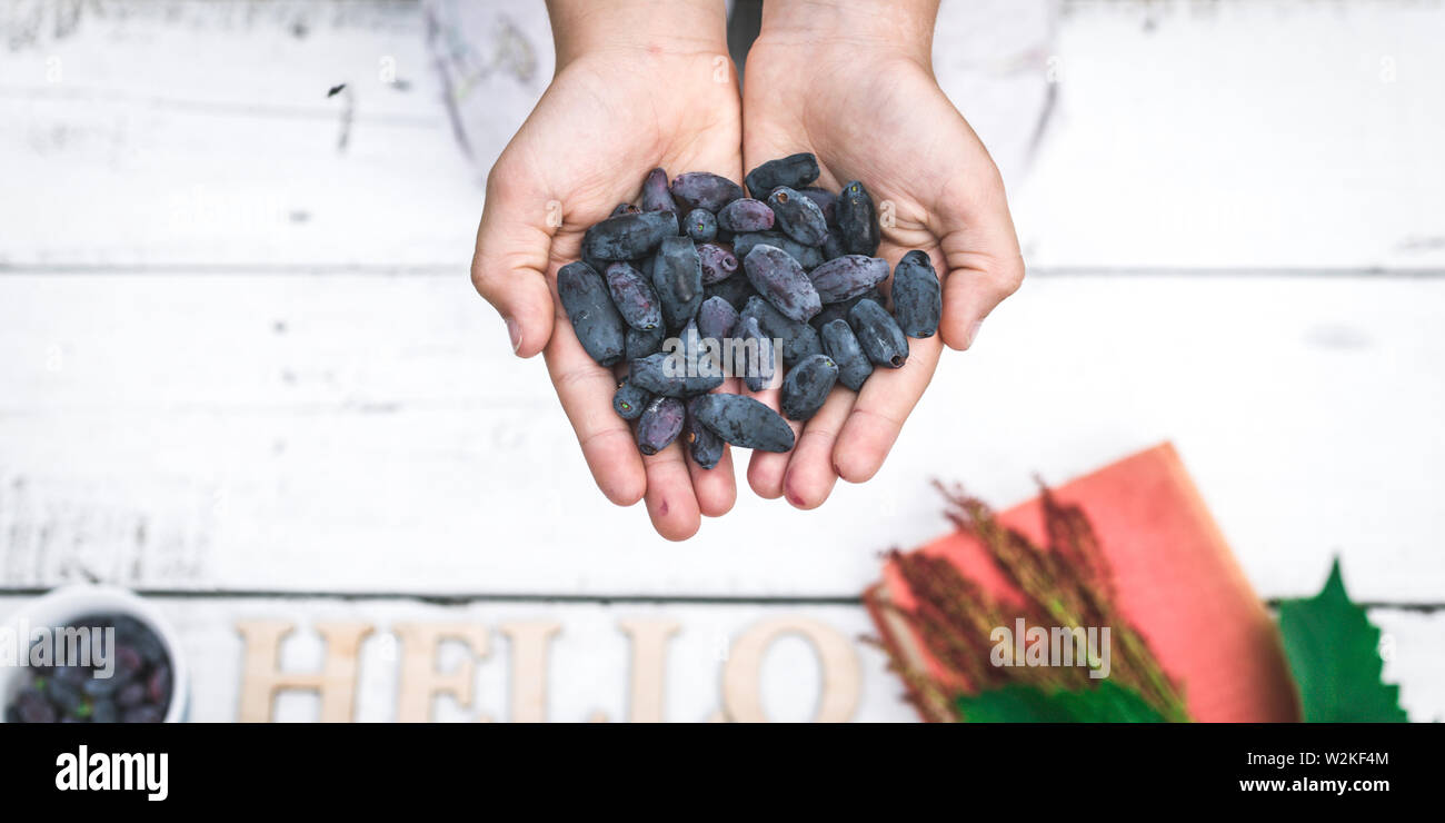 Bannière alimentaire. Homme mains tiennent les bleuets. Chèvrefeuille. Fond en bois blanc. Banque D'Images